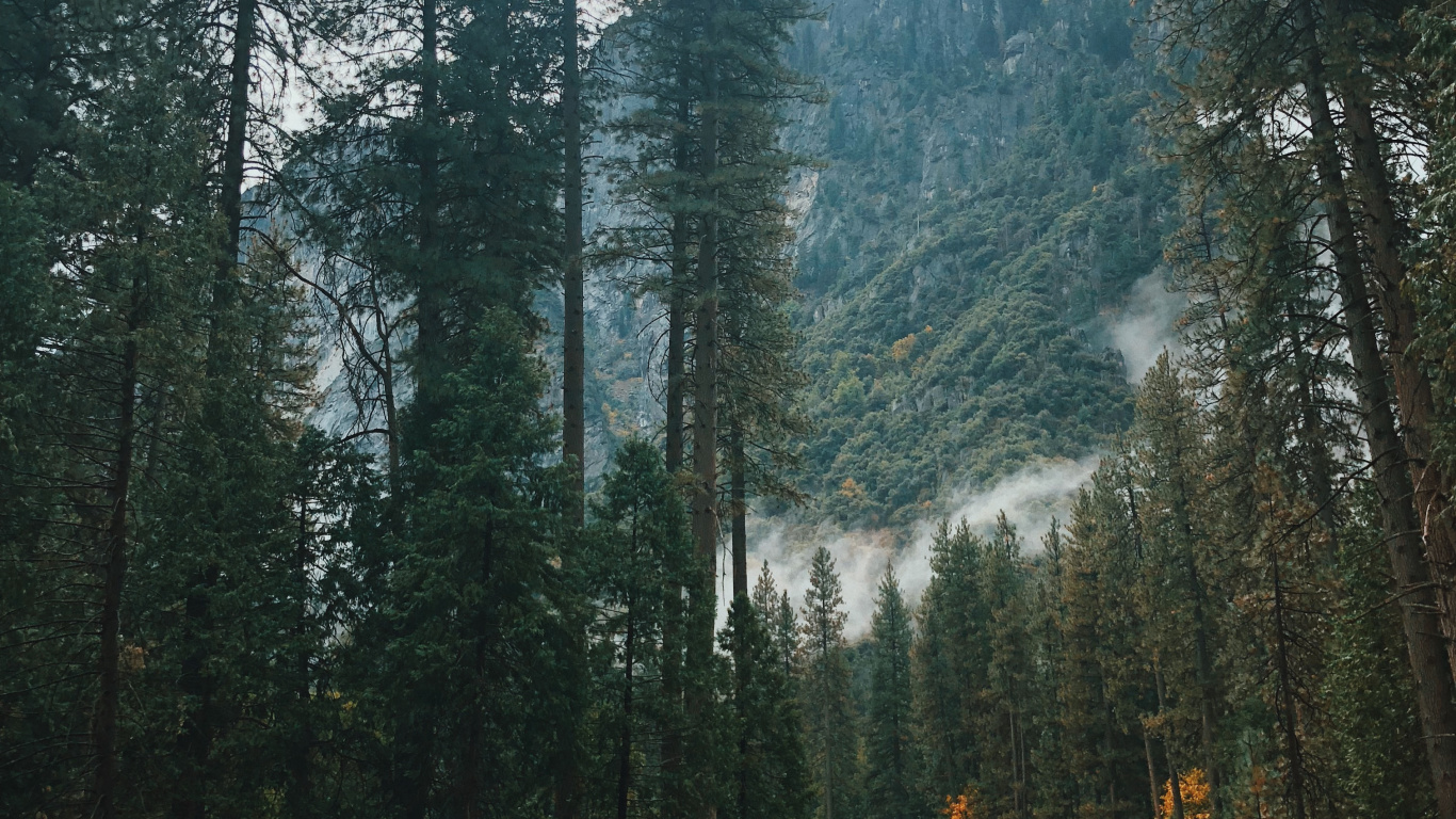 Californie, Unis, la Vallée de Yosemite, Nature, Conifères. Wallpaper in 1366x768 Resolution