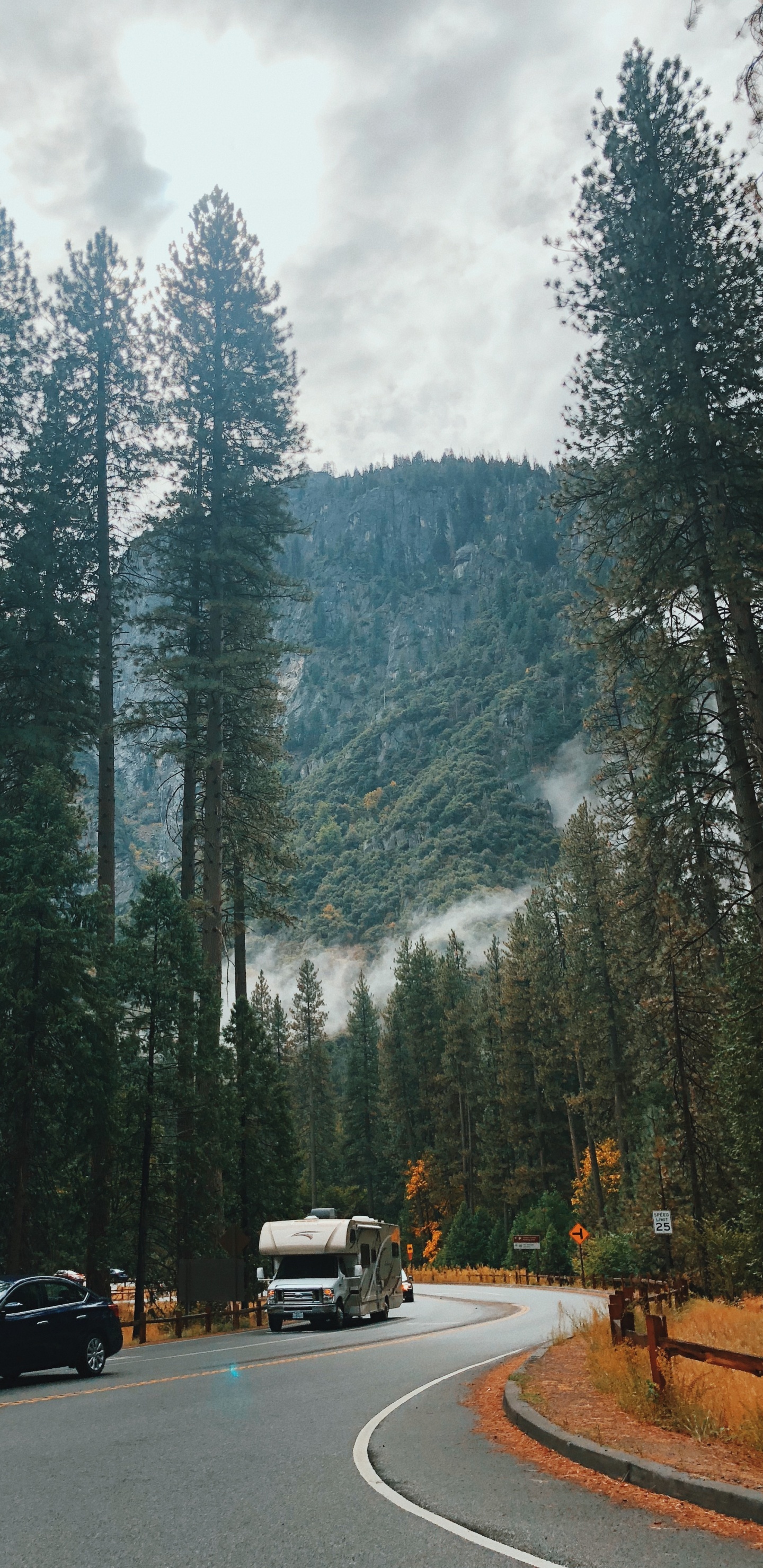 Californie, Unis, la Vallée de Yosemite, Nature, Conifères. Wallpaper in 1440x2960 Resolution