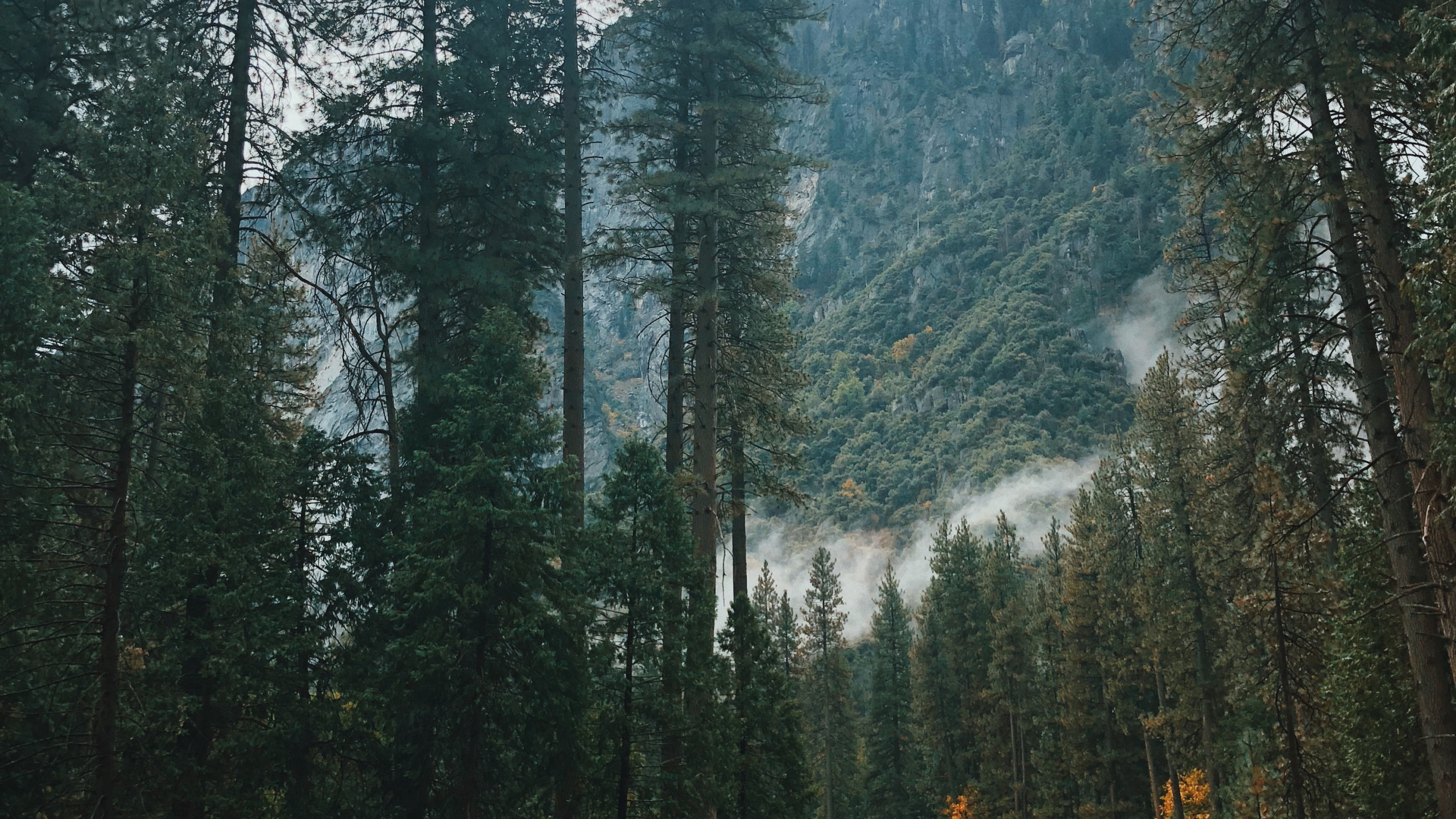 Kalifornien, USA, Yosemite Valley, Natur, Nadelbaum. Wallpaper in 2560x1440 Resolution