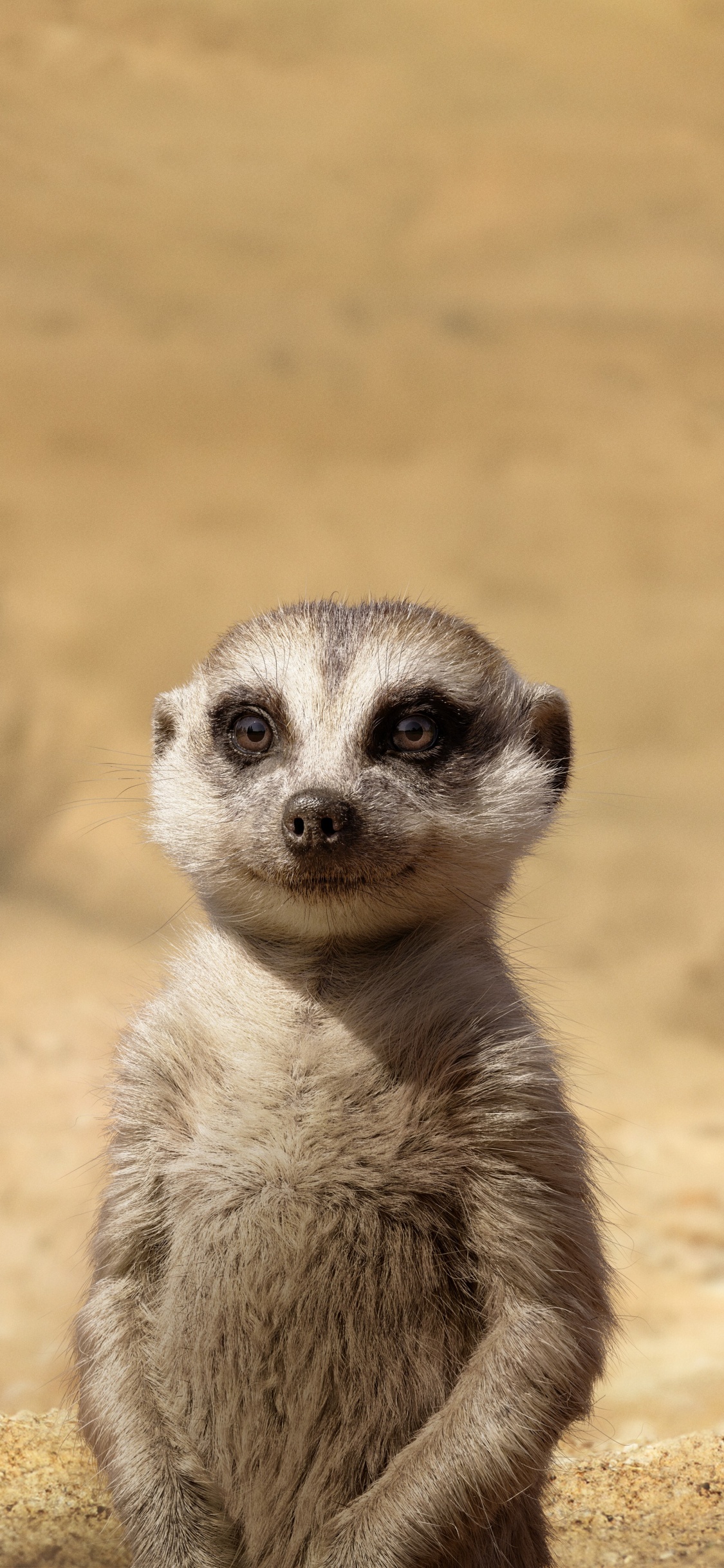 Meerkat, Lion, Timon, Timon Und Pumbaa, Kopf. Wallpaper in 1125x2436 Resolution