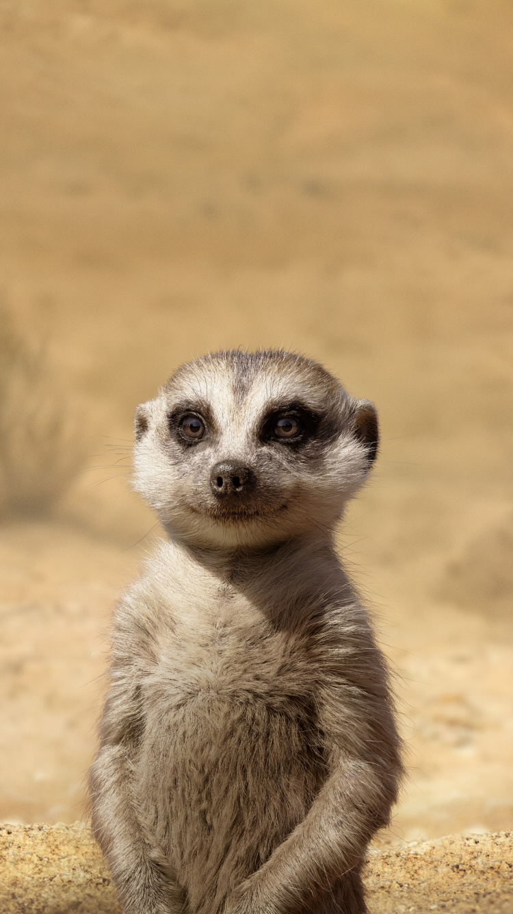 Meerkat, Lion, Timon, Timon Und Pumbaa, Kopf. Wallpaper in 750x1334 Resolution