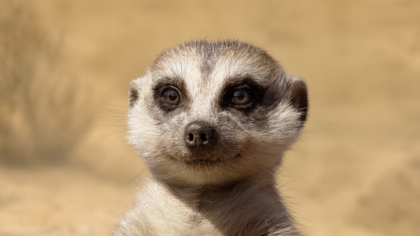 Suricates, Lion, Timon et Pumbaa, Tête, Mongoose. Wallpaper in 1366x768 Resolution