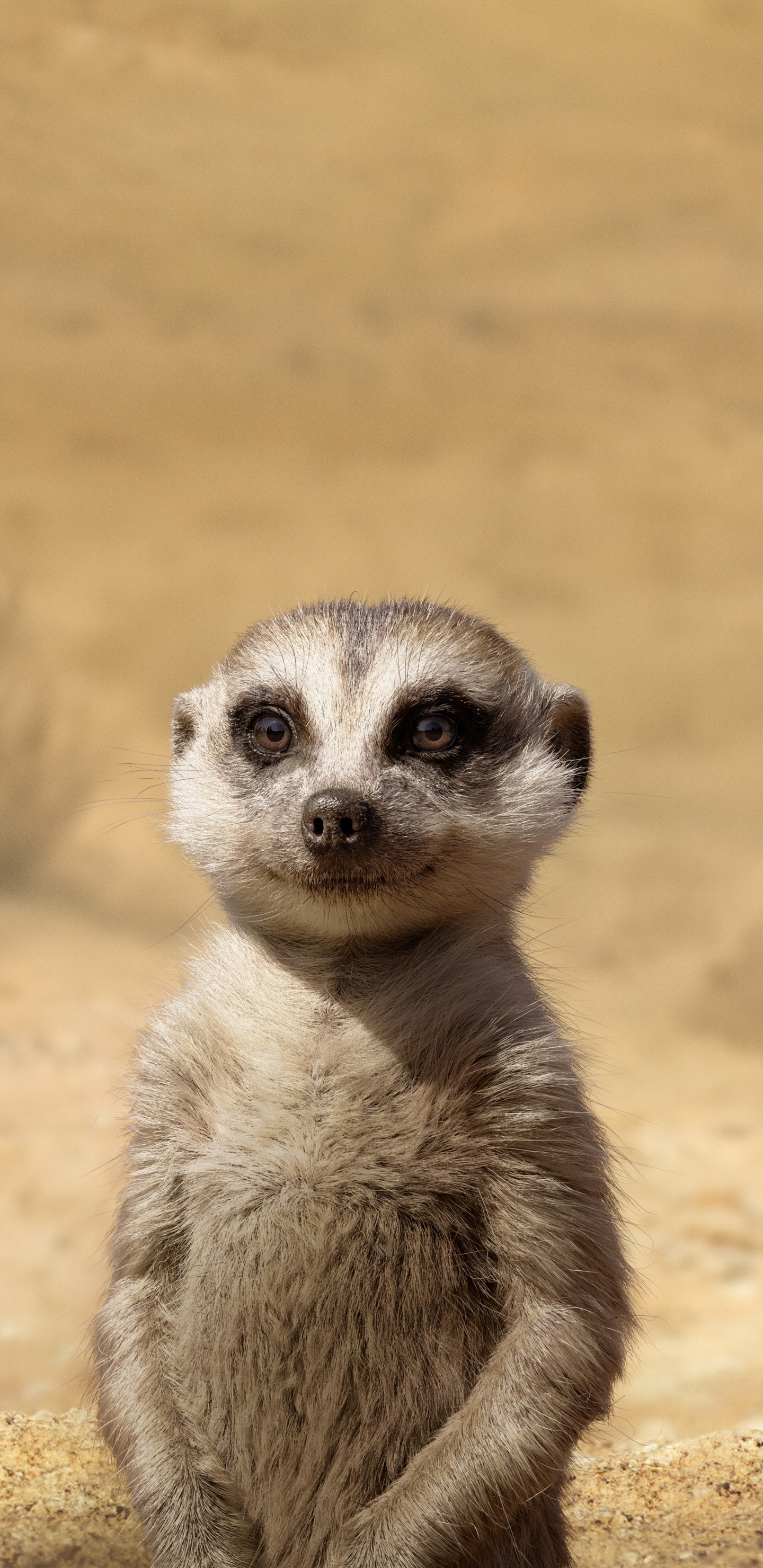 Suricates, Lion, Timon et Pumbaa, Tête, Mongoose. Wallpaper in 1440x2960 Resolution