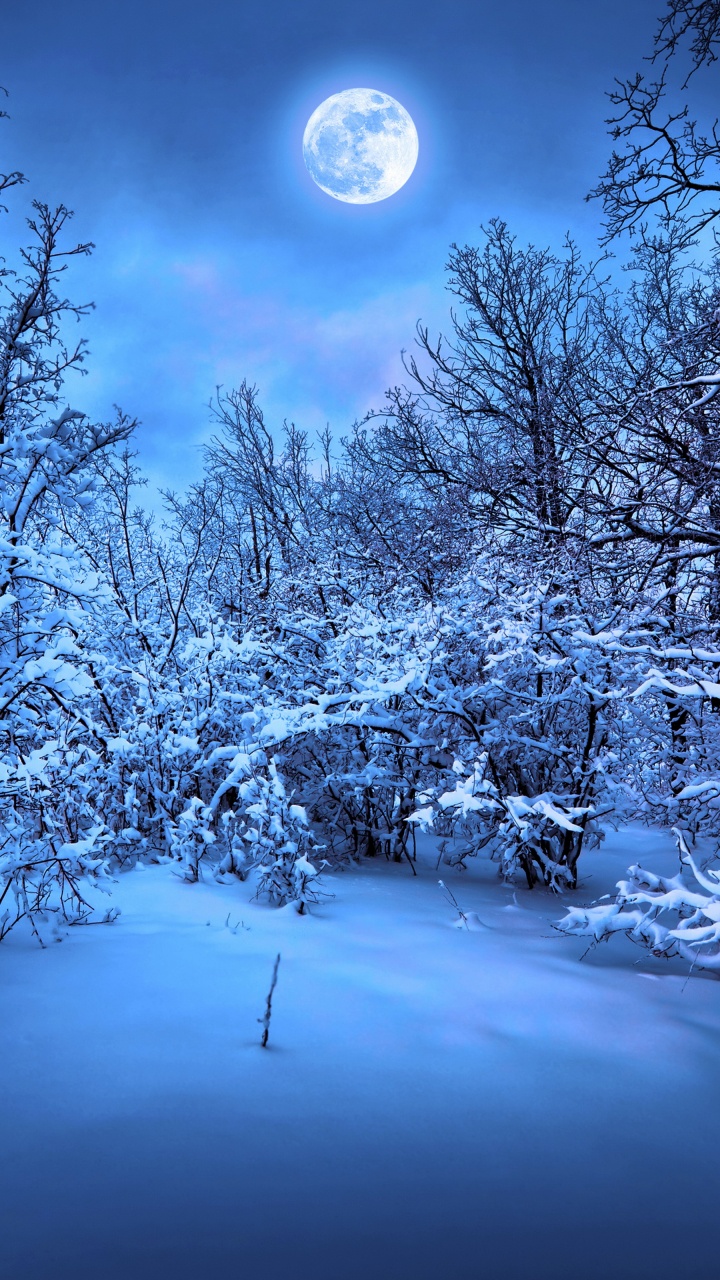 Schneebedeckte Bäume Während Der Nacht. Wallpaper in 720x1280 Resolution