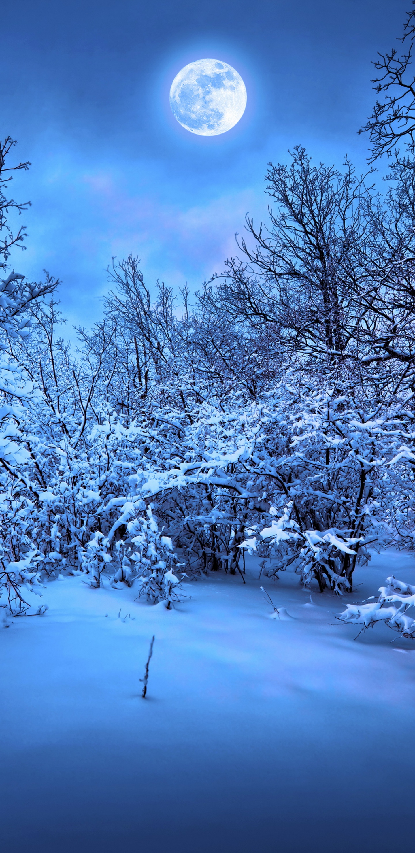 Arbres Couverts de Neige Pendant la Nuit. Wallpaper in 1440x2960 Resolution