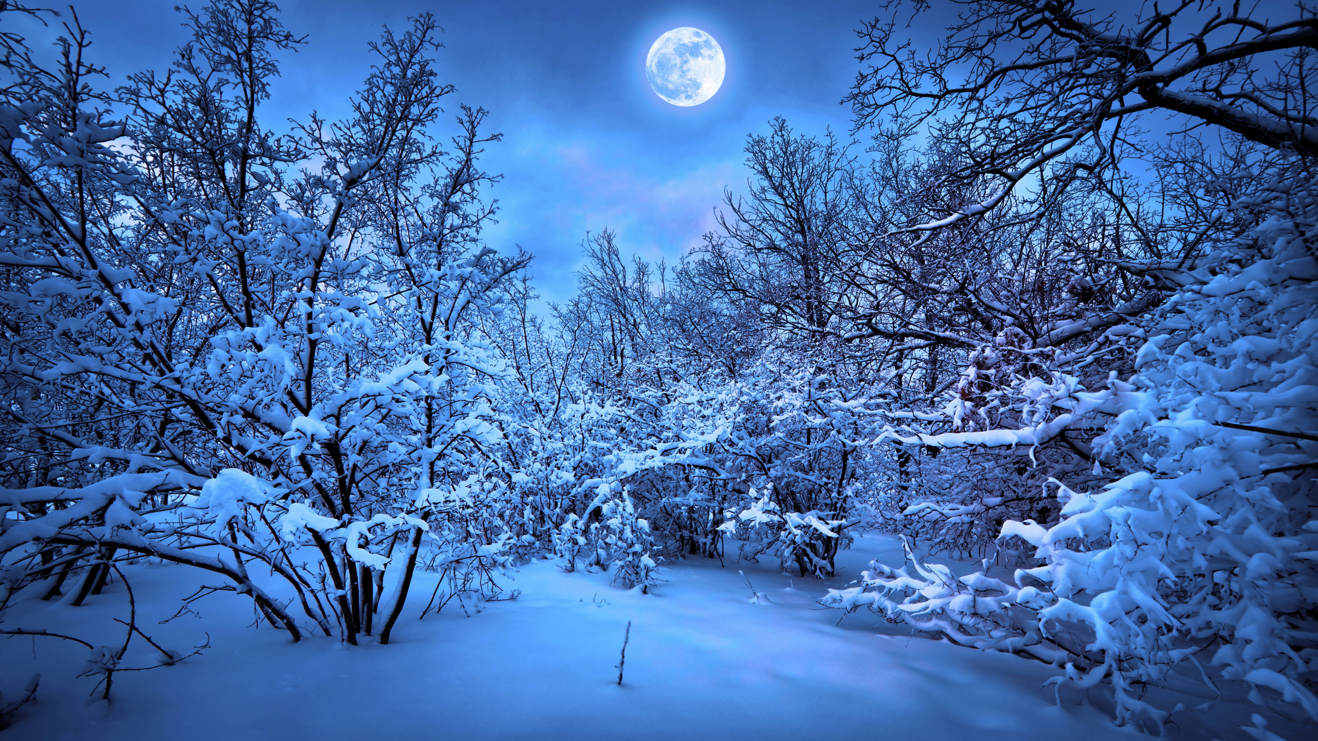 Arbres Couverts de Neige Pendant la Nuit. Wallpaper in 2560x1440 Resolution