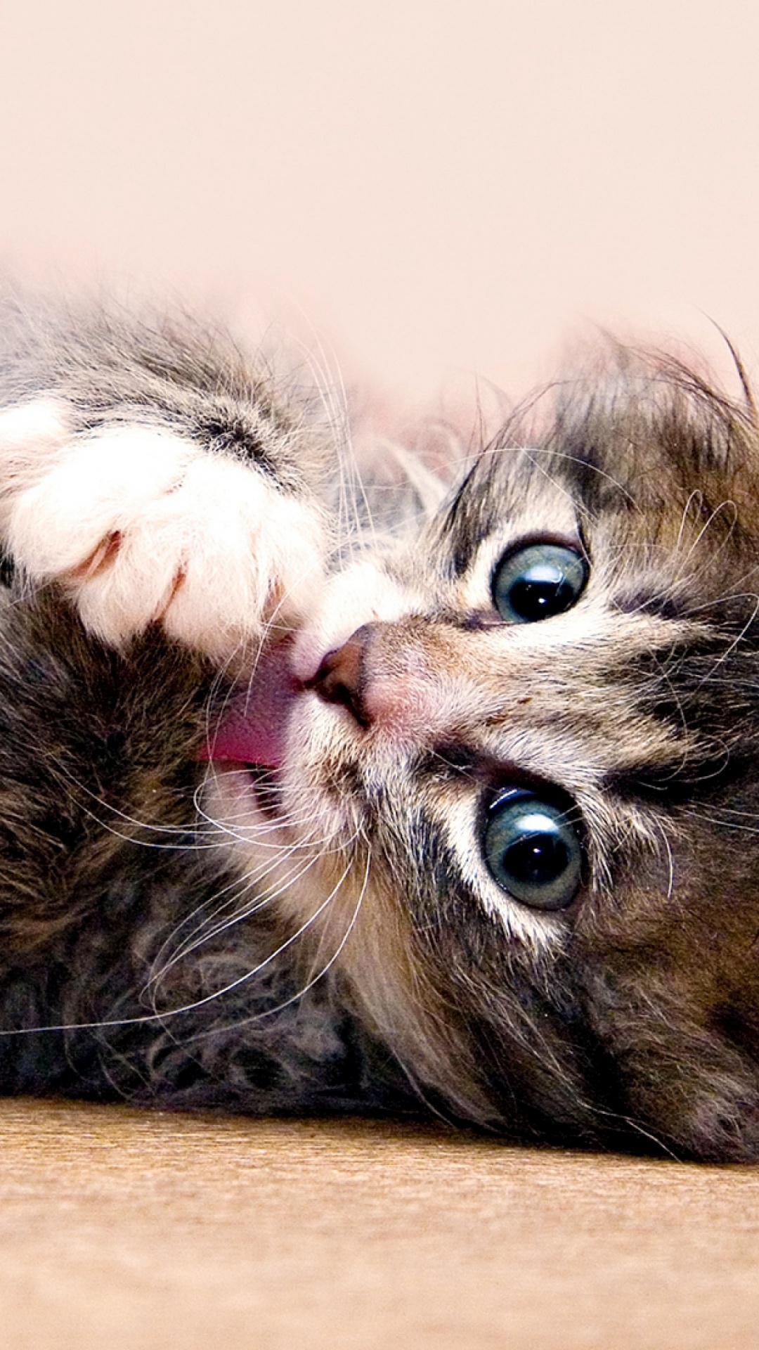 Brown Tabby Cat Lying on Brown Wooden Floor. Wallpaper in 1080x1920 Resolution