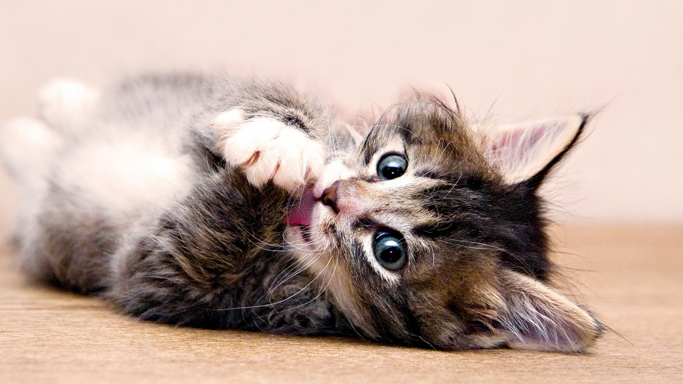 小猫, 猫科, 胡须, 大花猫, 西伯利亚 壁纸 1366x768 允许