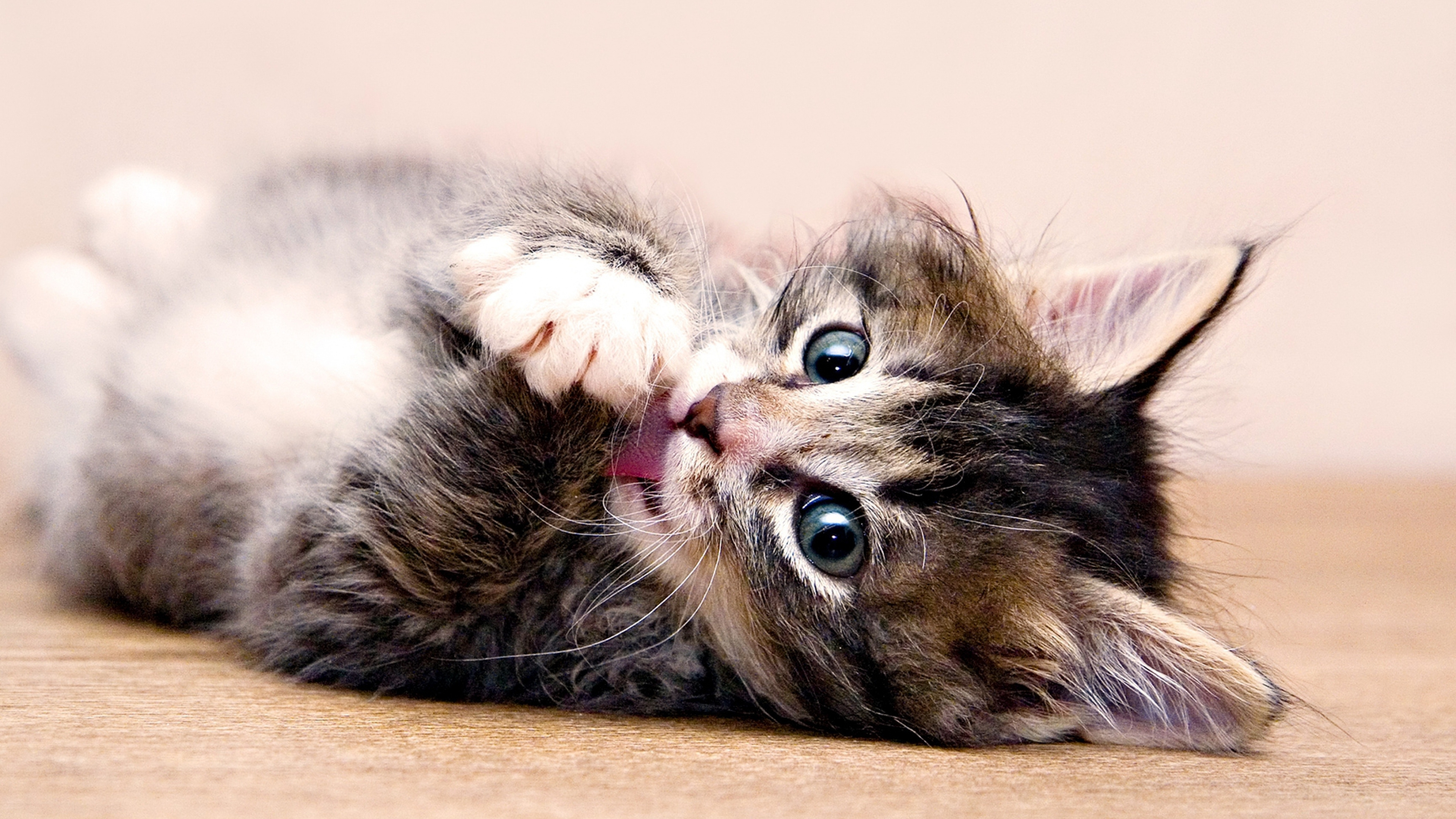 Gato Atigrado Marrón Acostado Sobre un Piso de Madera Marrón. Wallpaper in 3840x2160 Resolution