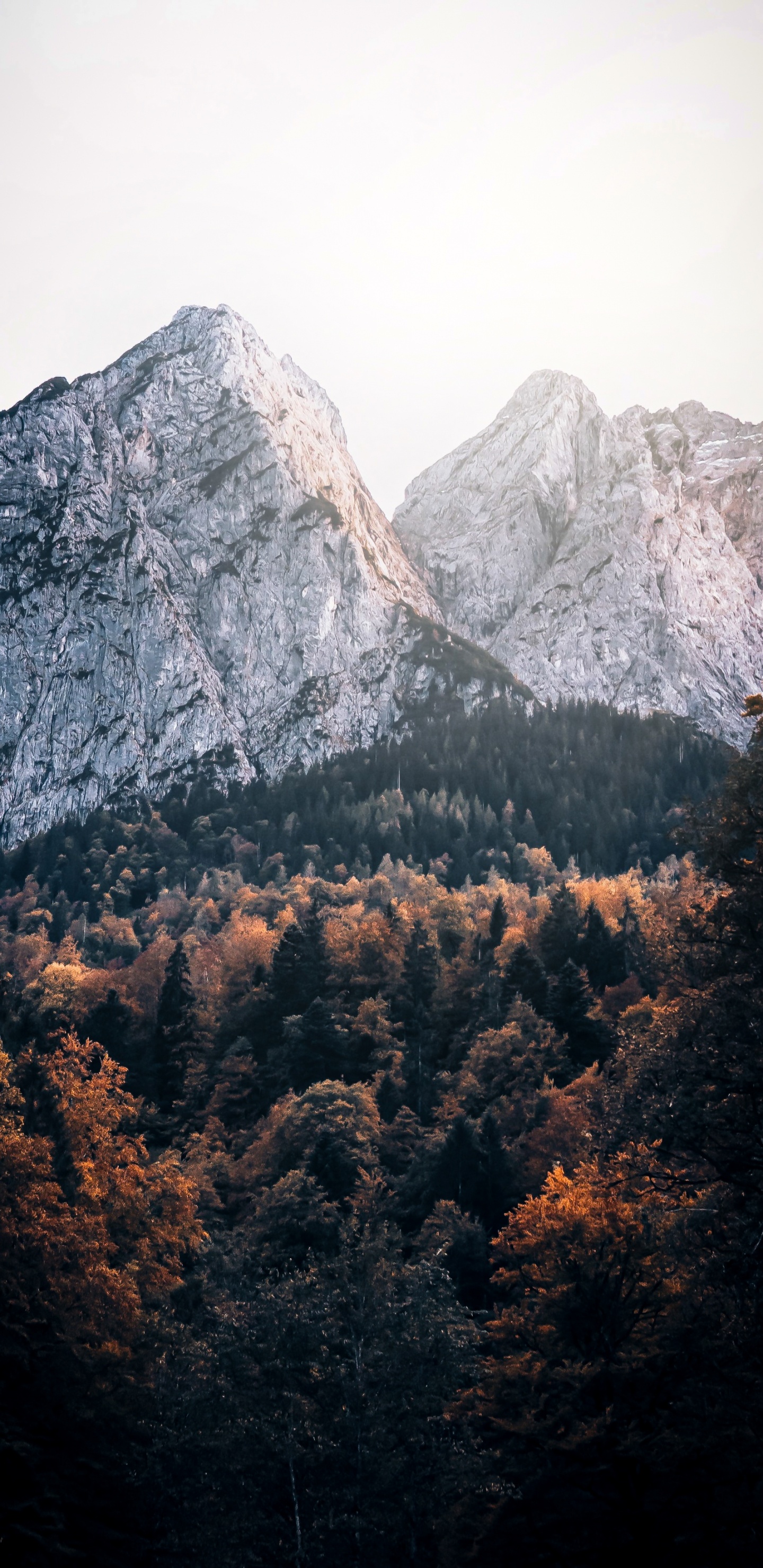 植物群, 自然景观, 落叶松, 斜坡, 高地 壁纸 1440x2960 允许