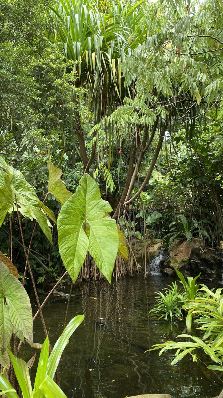 Vegetation, Rainforest, Biome, Riparian Forest, Swamp. Wallpaper in 750x1334 Resolution