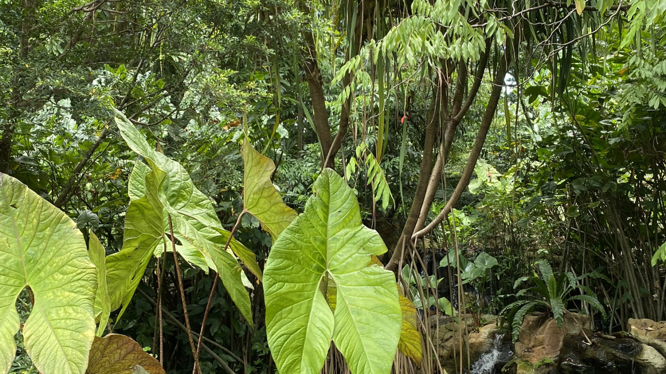 Vegetation, Regenwald, Biome, Auwald, Sumpf. Wallpaper in 1366x768 Resolution