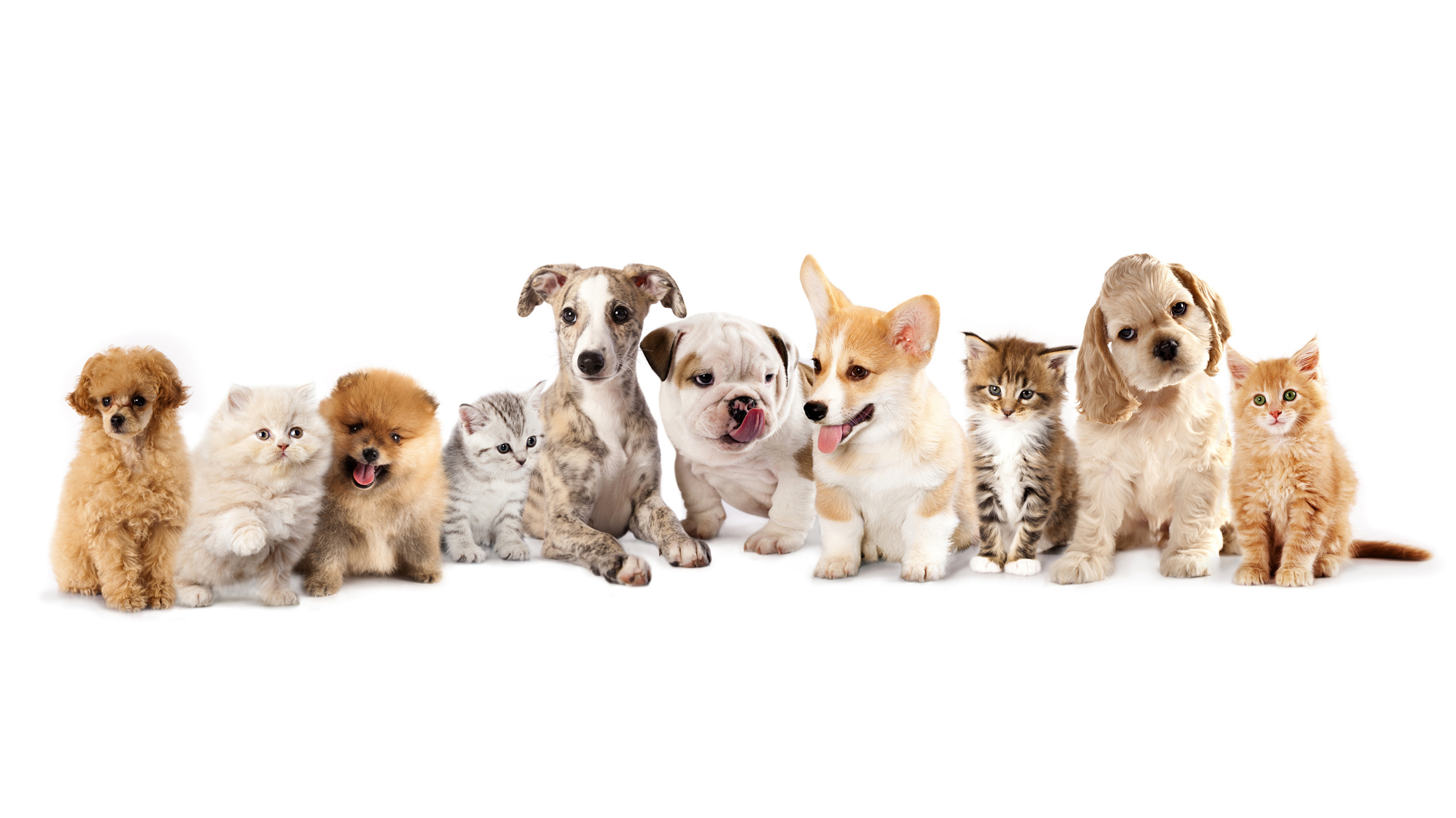 Brown and White Short Coated Dogs. Wallpaper in 2560x1440 Resolution