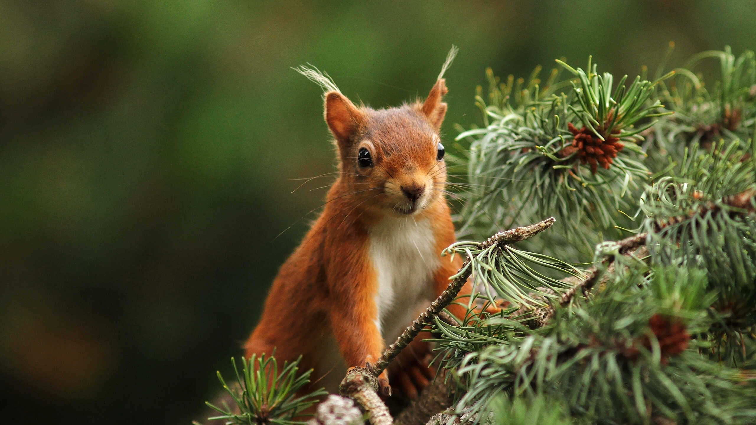 Brown Squirrel on Green Plant. Wallpaper in 2560x1440 Resolution