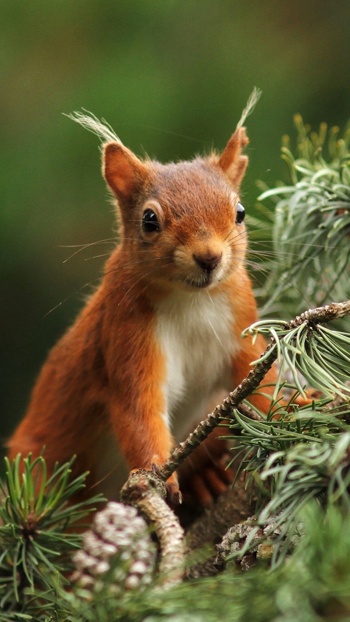Brown Squirrel on Green Plant. Wallpaper in 720x1280 Resolution