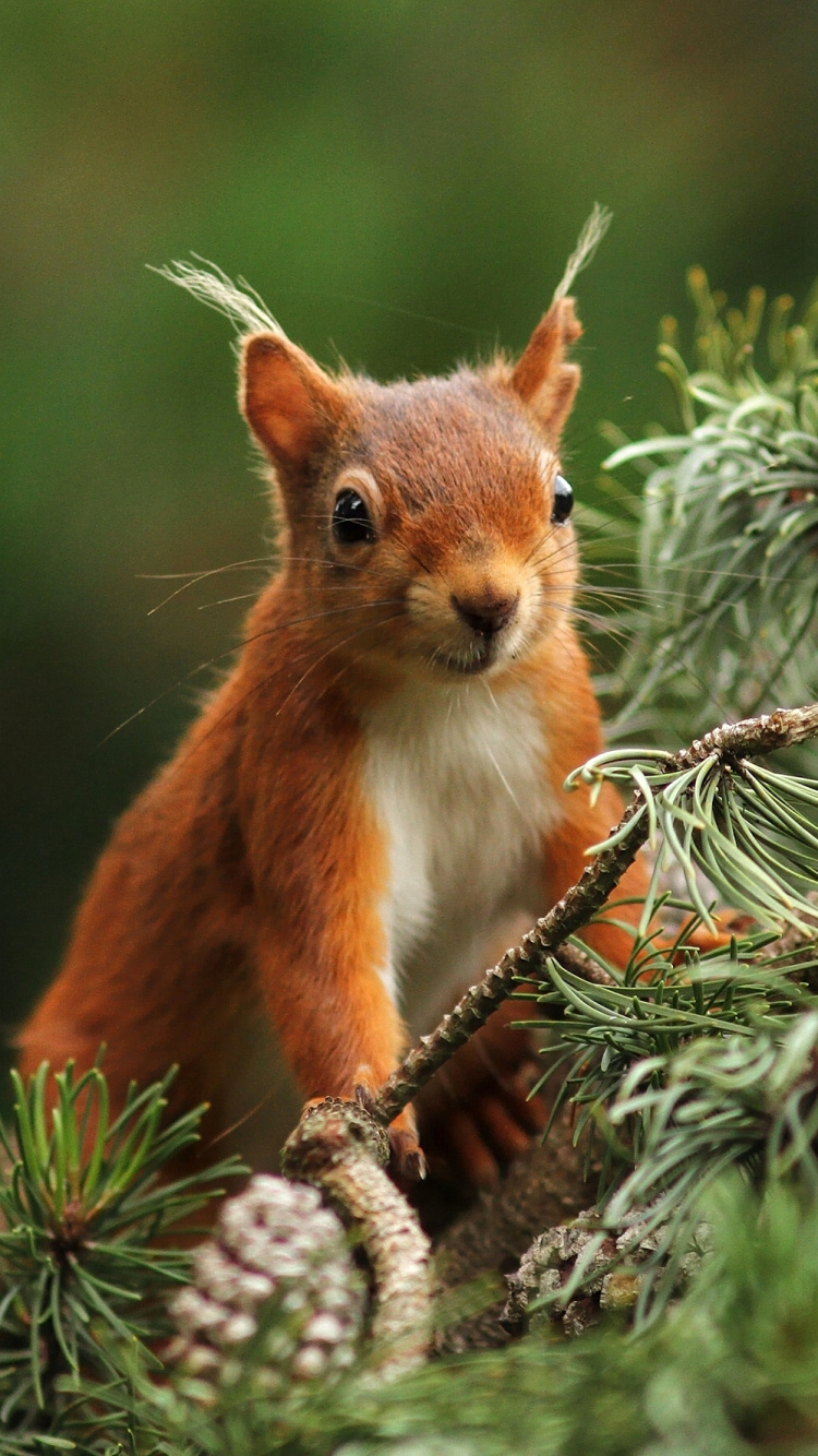 Brown Squirrel on Green Plant. Wallpaper in 750x1334 Resolution