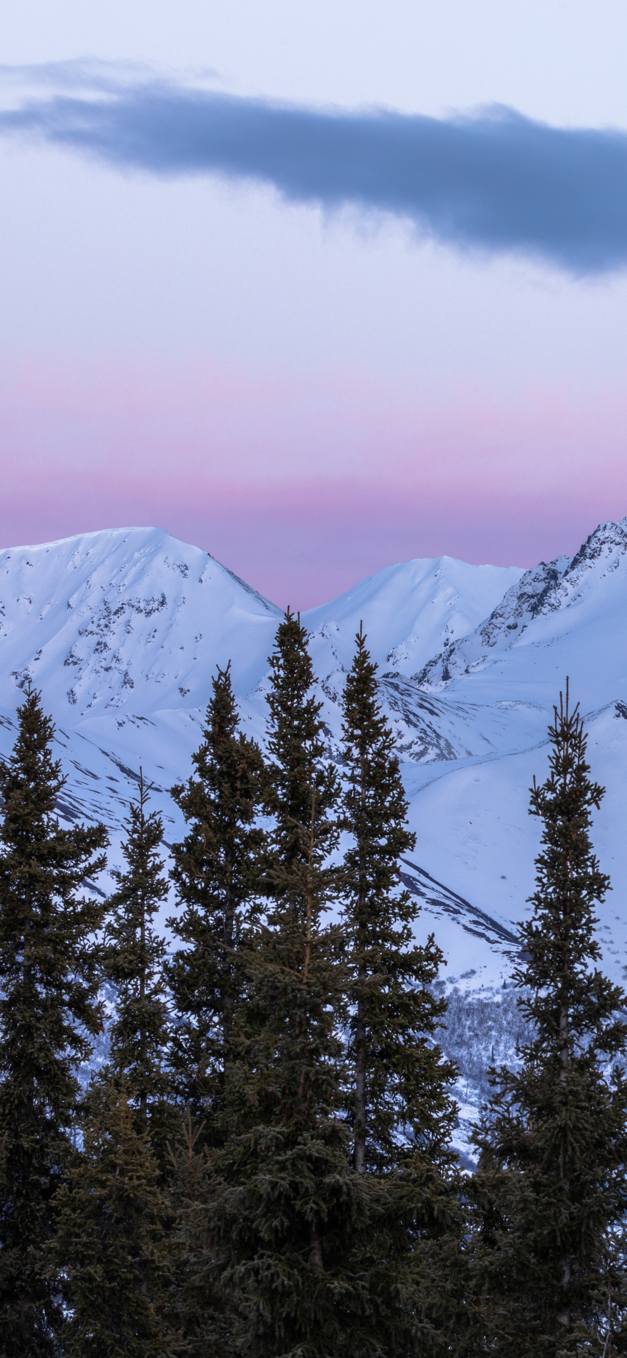Spruce, Mountainous Landforms, Massif, Spruce Fir Forests, Mountain Range. Wallpaper in 1242x2688 Resolution
