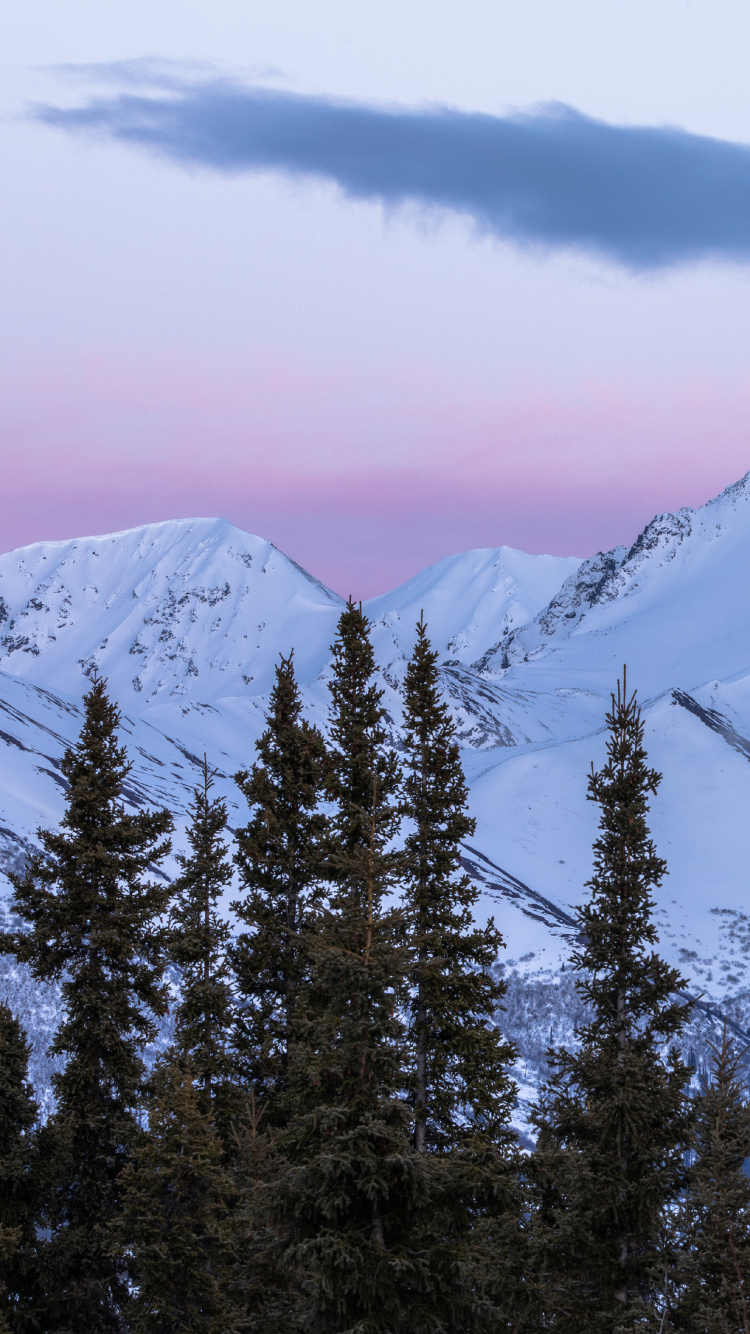 Spruce, Mountainous Landforms, Massif, Spruce Fir Forests, Mountain Range. Wallpaper in 750x1334 Resolution