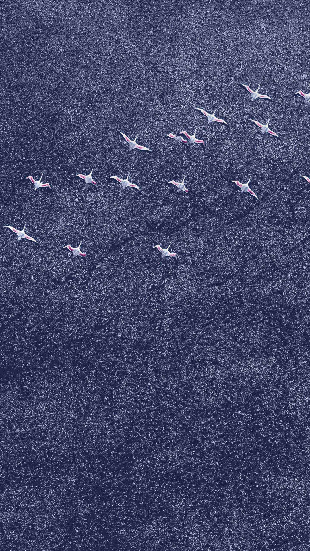 Pájaros Blancos y Negros Sobre Arena Gris. Wallpaper in 1080x1920 Resolution