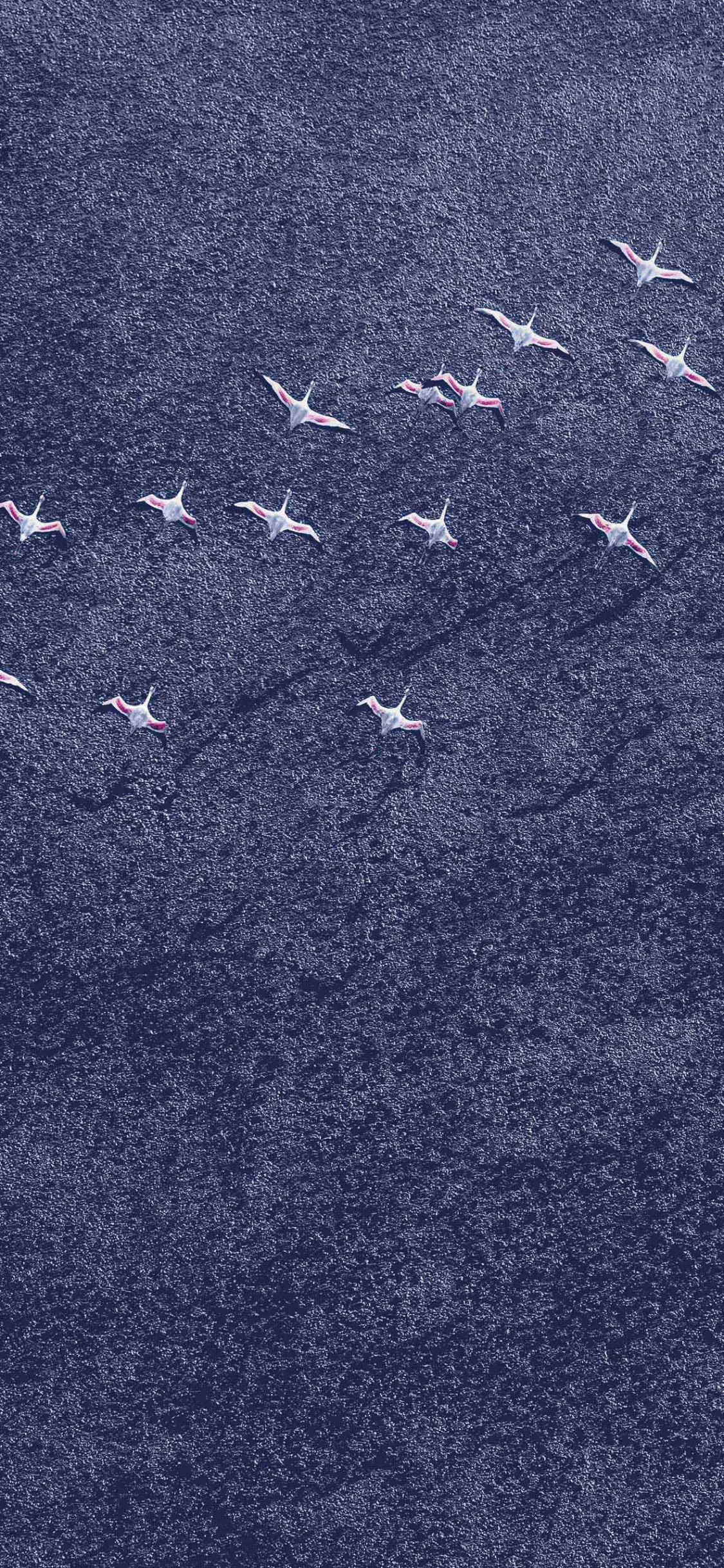 Pájaros Blancos y Negros Sobre Arena Gris. Wallpaper in 1125x2436 Resolution