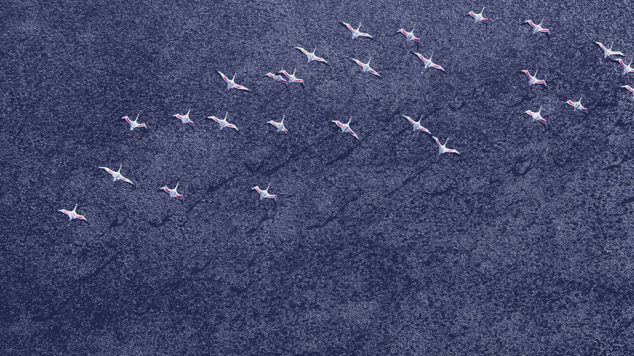 Pájaros Blancos y Negros Sobre Arena Gris. Wallpaper in 1280x720 Resolution