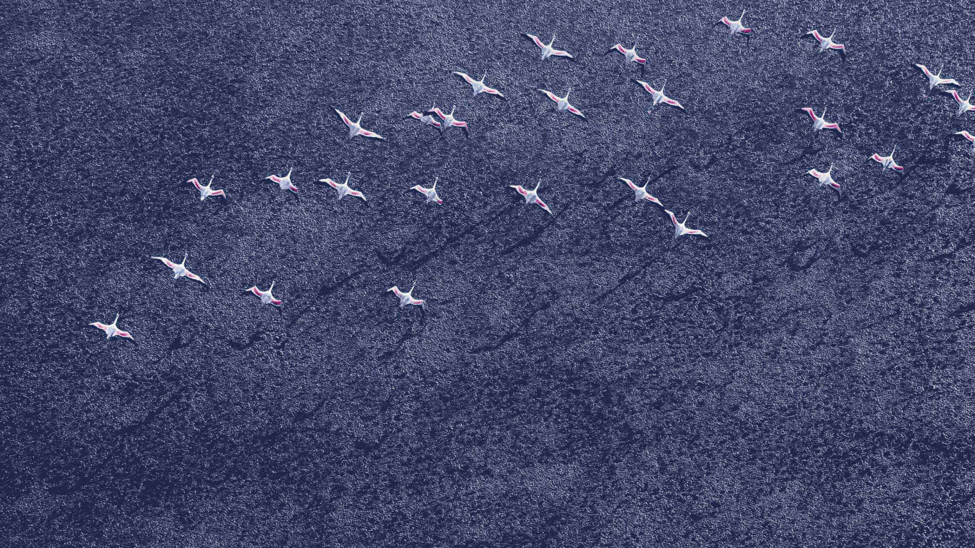 Pájaros Blancos y Negros Sobre Arena Gris. Wallpaper in 1366x768 Resolution