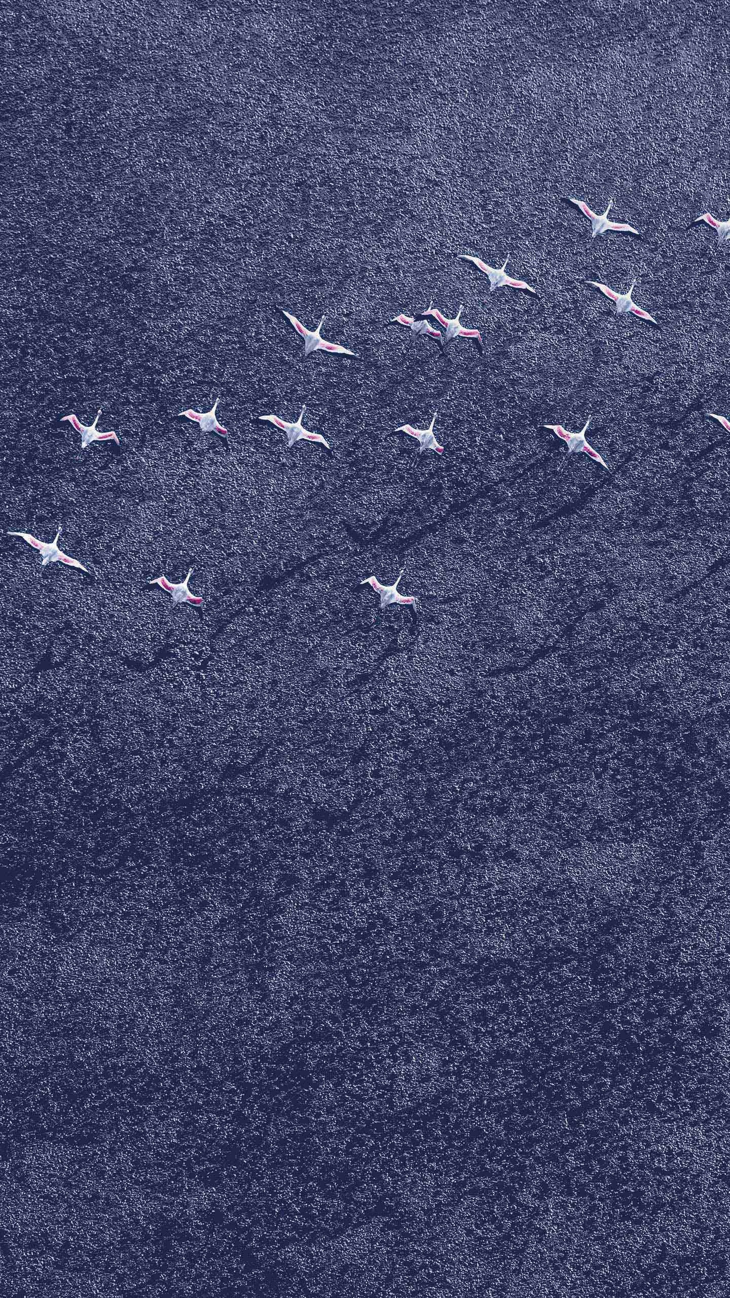 Pájaros Blancos y Negros Sobre Arena Gris. Wallpaper in 1440x2560 Resolution