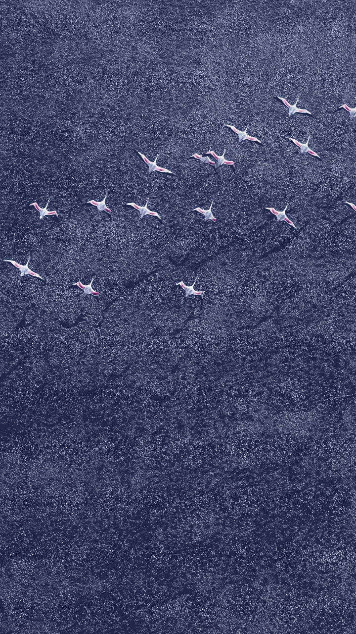 Pájaros Blancos y Negros Sobre Arena Gris. Wallpaper in 720x1280 Resolution