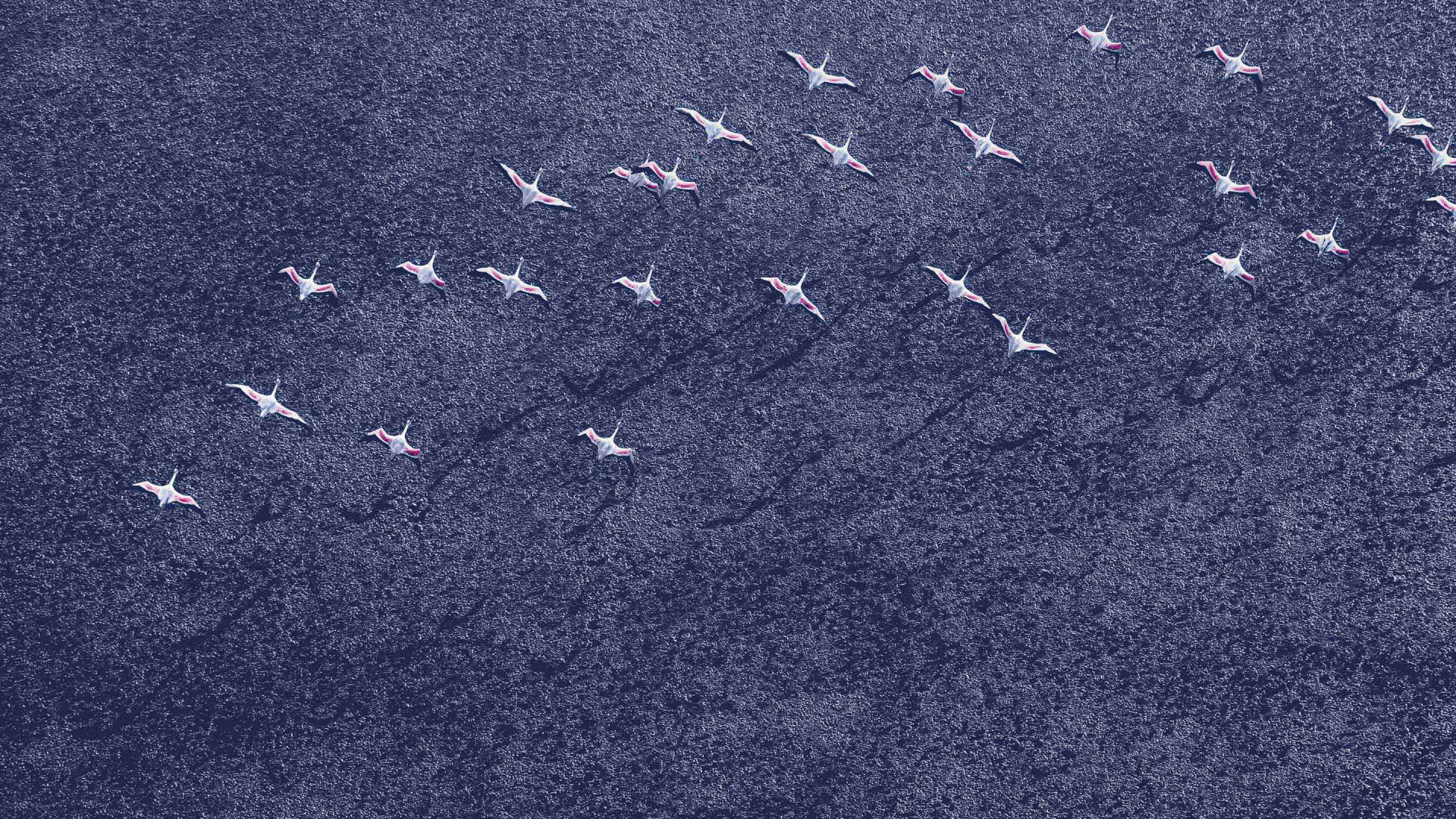 Oiseaux Noirs et Blancs Sur Sable Gris. Wallpaper in 1920x1080 Resolution