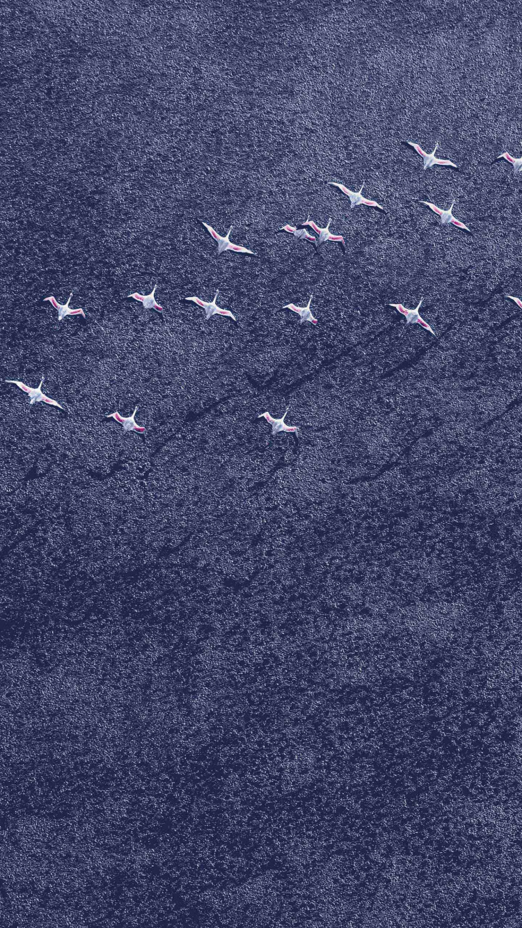 Oiseaux Noirs et Blancs Sur Sable Gris. Wallpaper in 750x1334 Resolution