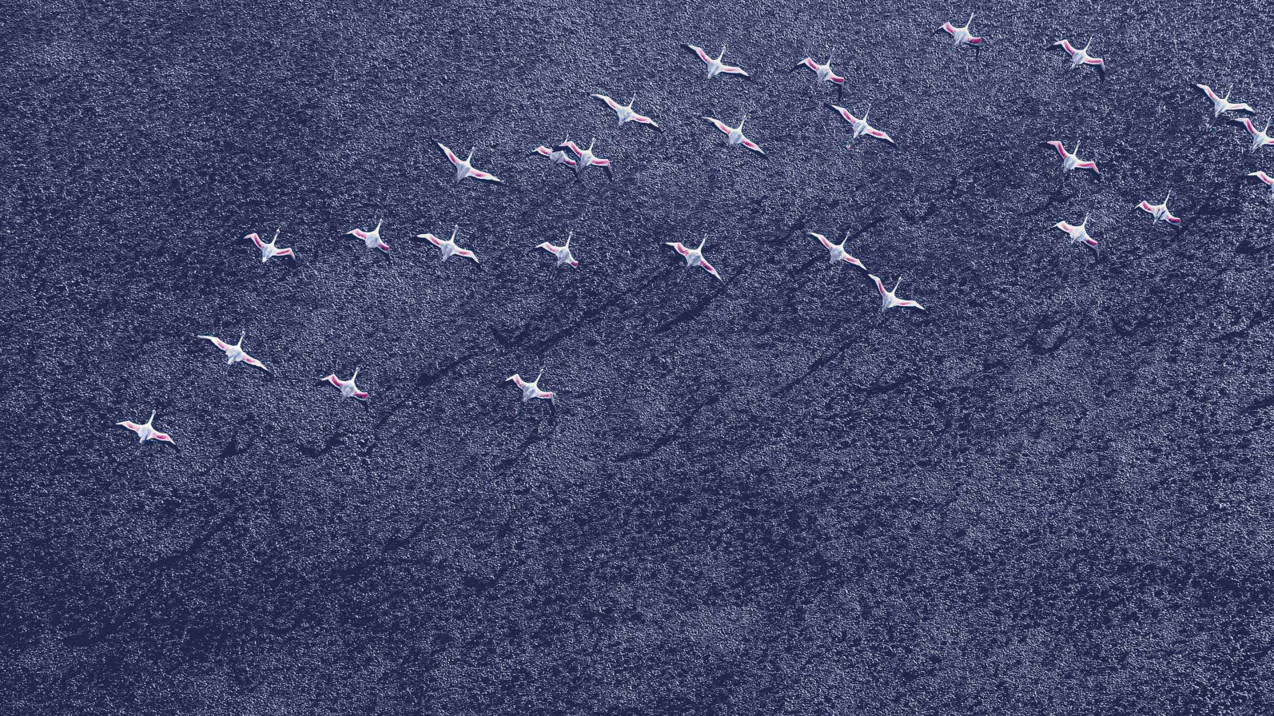 Schwarze Und Weiße Vögel Auf Grauem Sand. Wallpaper in 2560x1440 Resolution