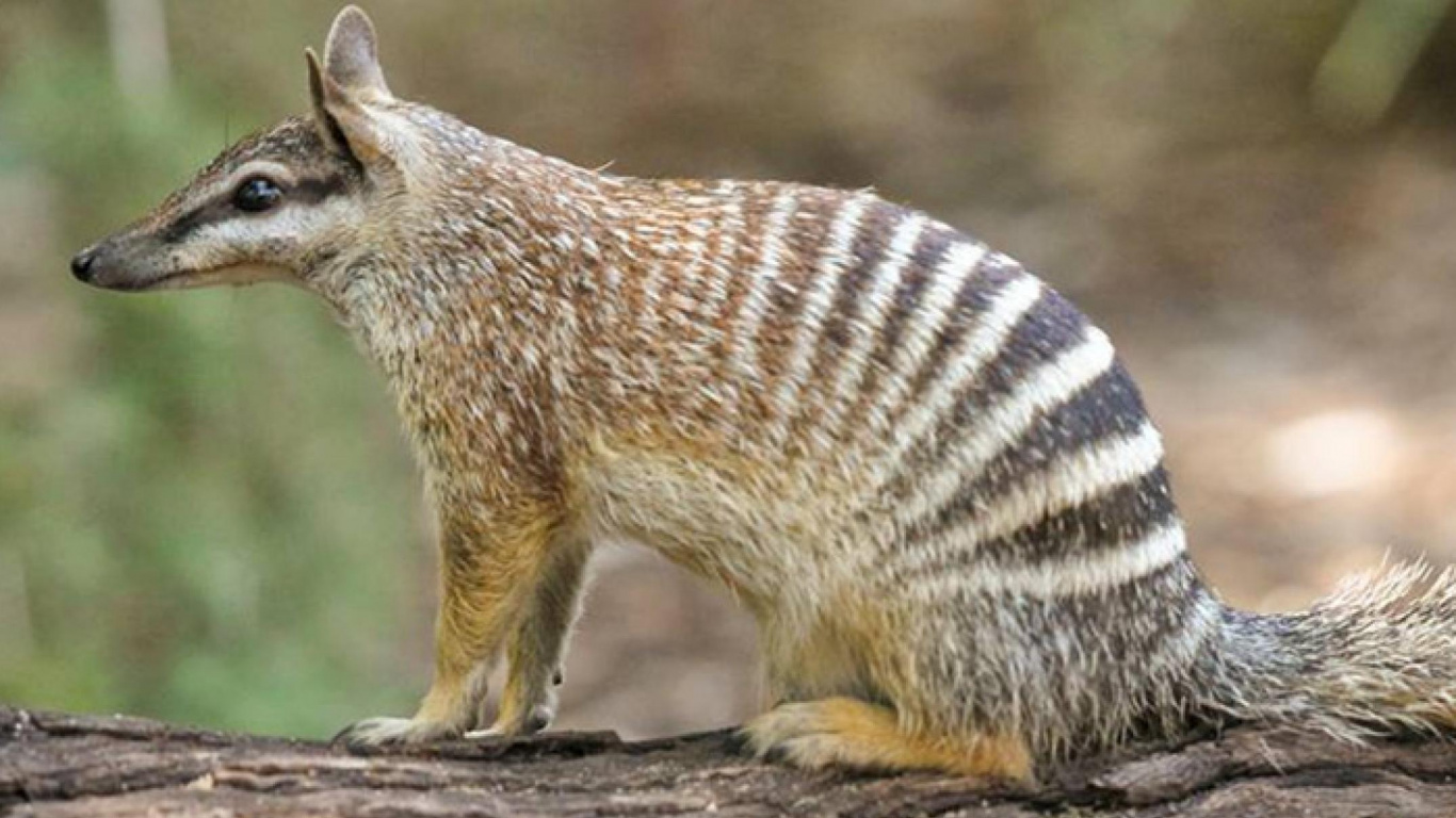 Braunes Und Weißes Tier Auf Braunem Holz. Wallpaper in 1366x768 Resolution