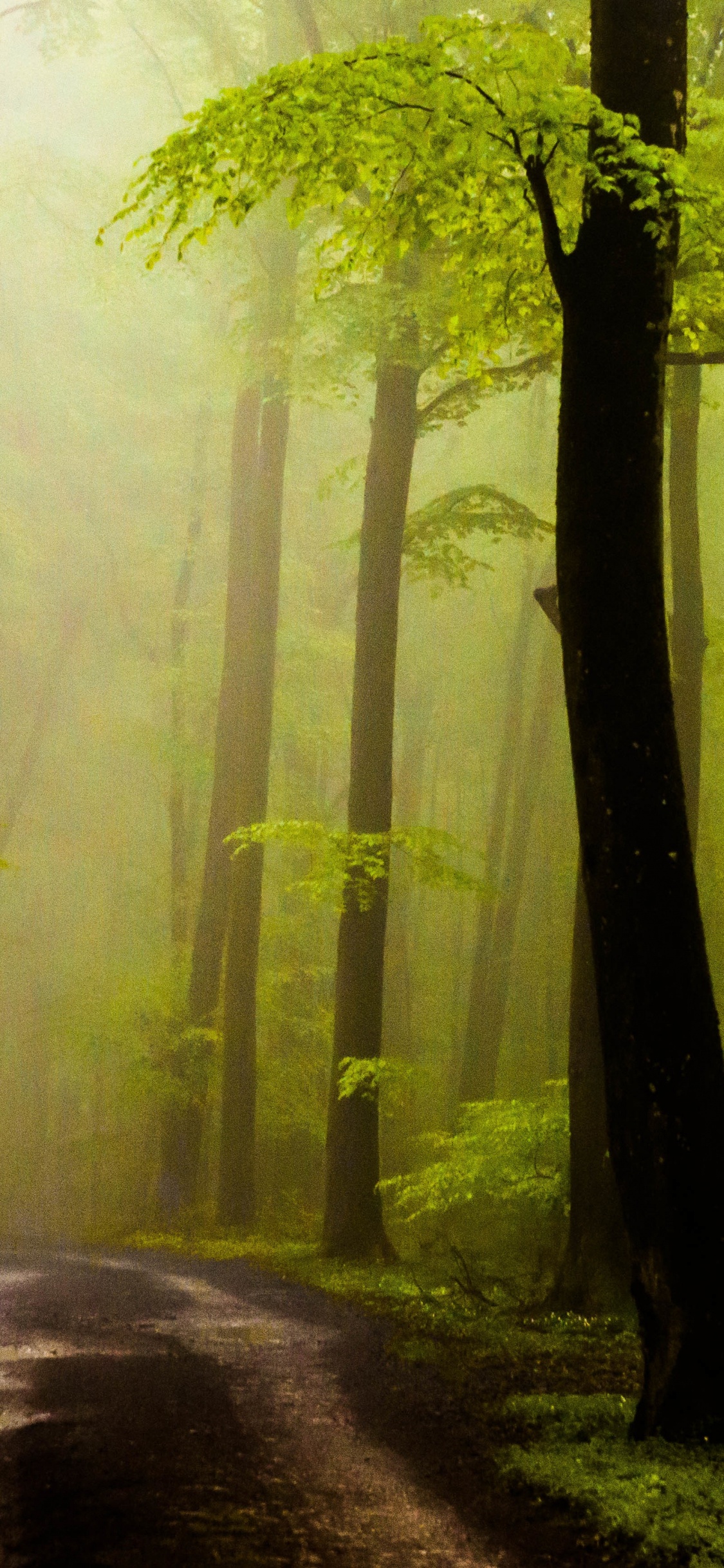 Weg Zwischen Grünen Bäumen Tagsüber. Wallpaper in 1125x2436 Resolution