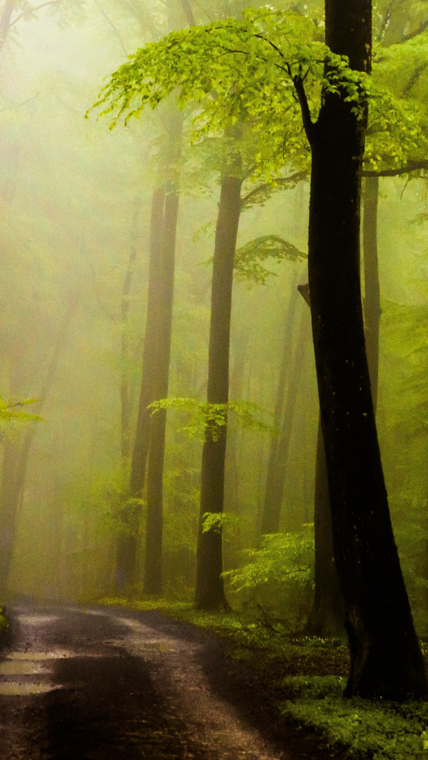 Weg Zwischen Grünen Bäumen Tagsüber. Wallpaper in 1440x2560 Resolution