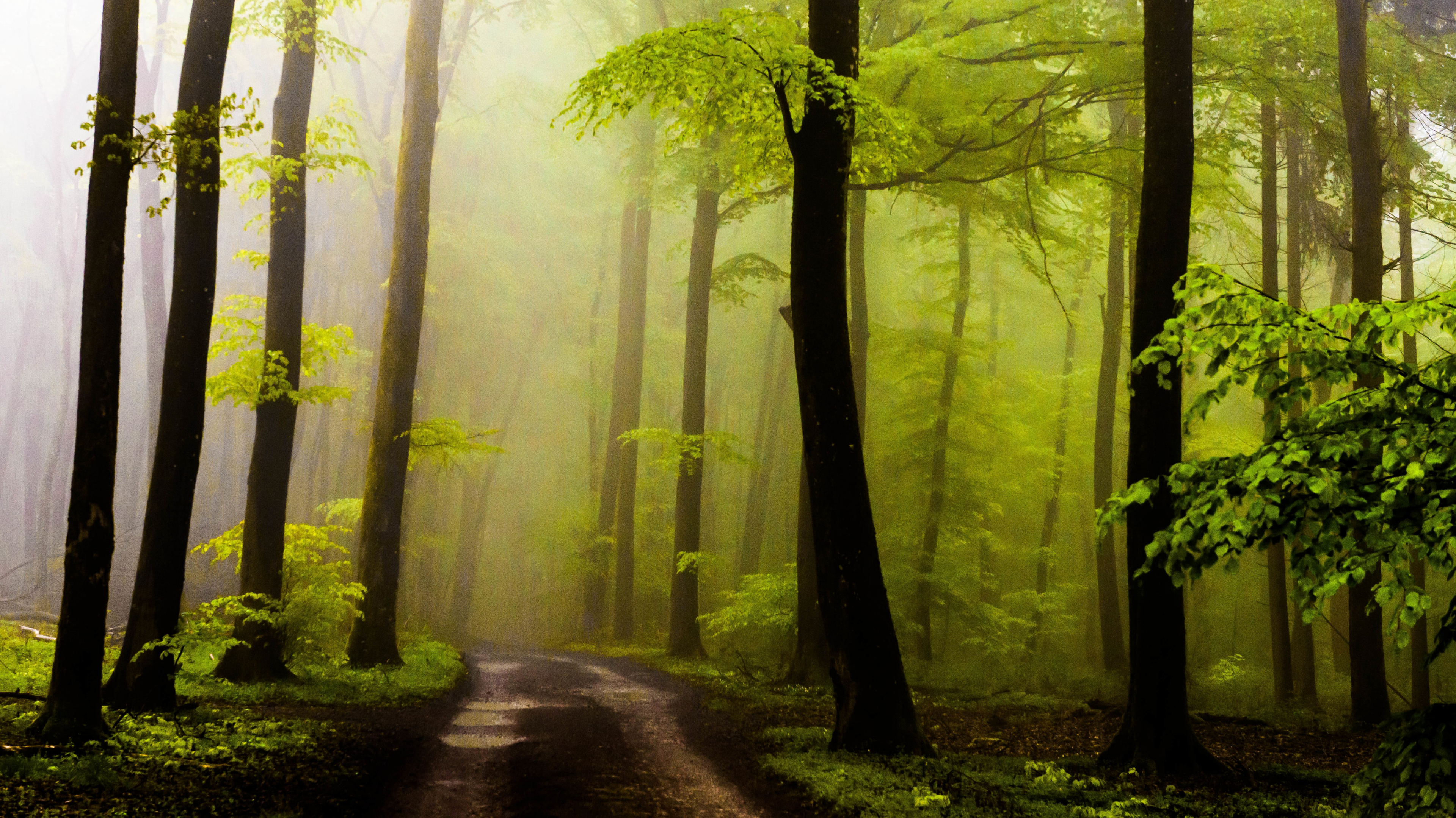 Download 3840x2160 Wallpaper Chemin Entre Les Arbres Verts Pendant la Journée Chemin Entre Les Arbres Verts Pendant la Journée. Wallpaper in 3840x2160 Resolution