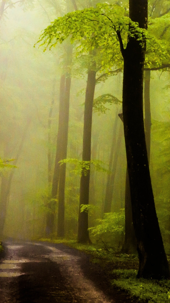 Pathway Between Green Trees During Daytime. Wallpaper in 720x1280 Resolution