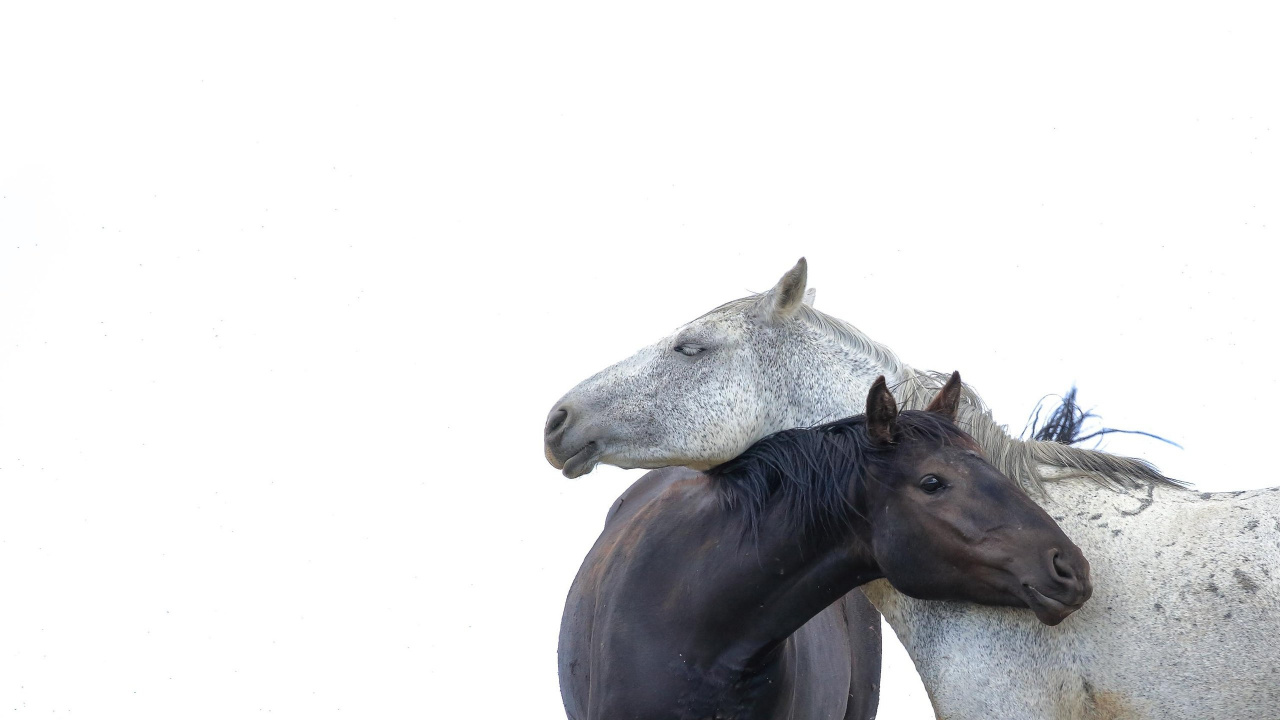 Cheval Noir Sur Fond Blanc. Wallpaper in 1280x720 Resolution