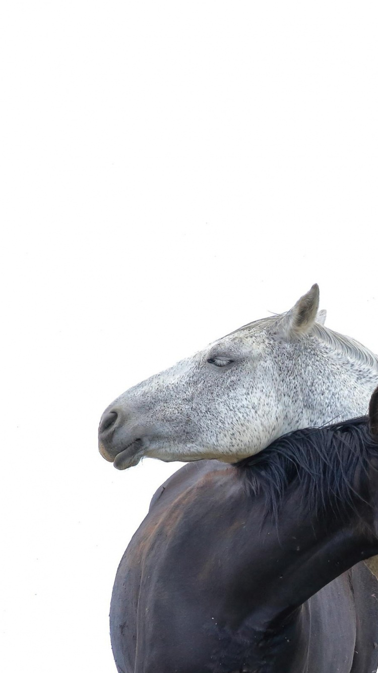 Black Horse With White Background. Wallpaper in 750x1334 Resolution