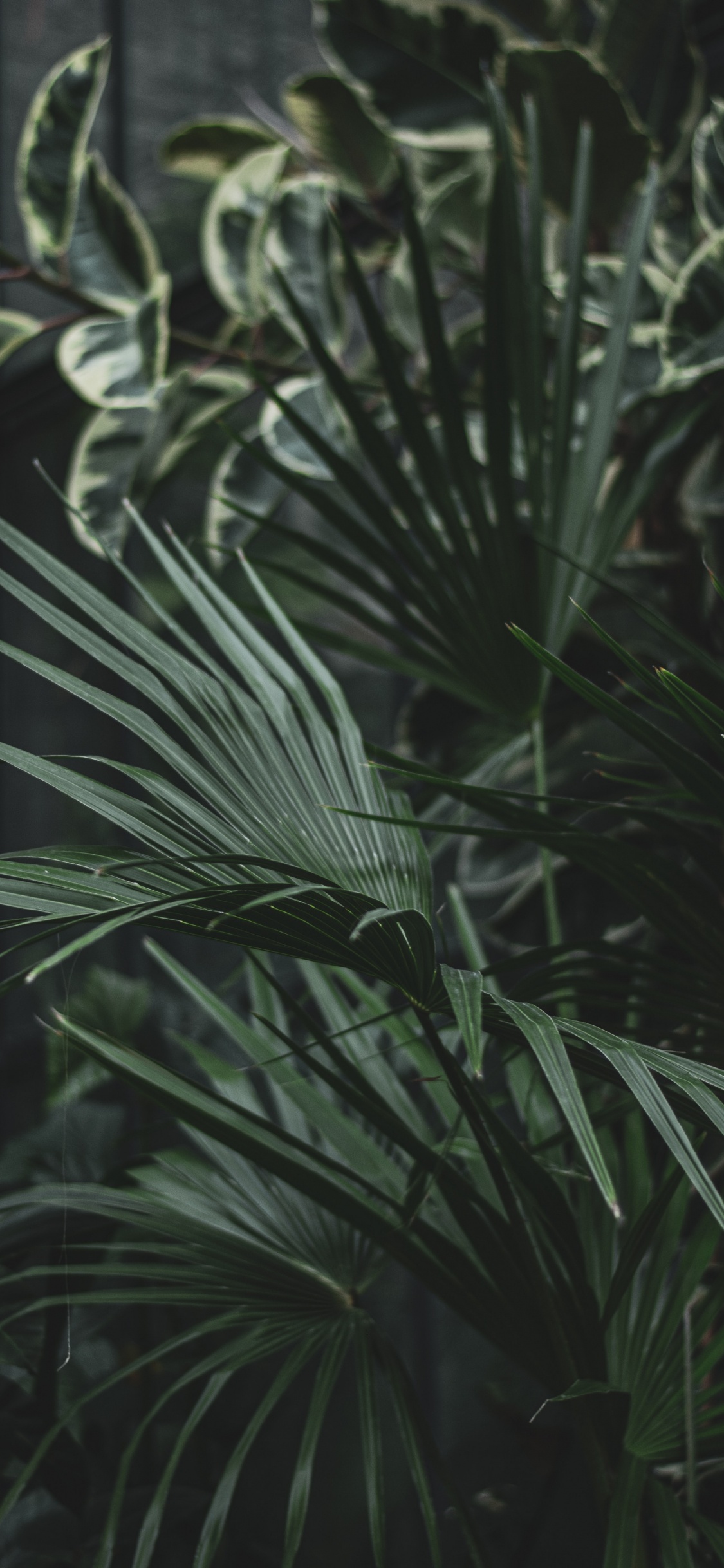 草家庭, 陆地上的植物, 菌群, 植被, Arecales 壁纸 1125x2436 允许