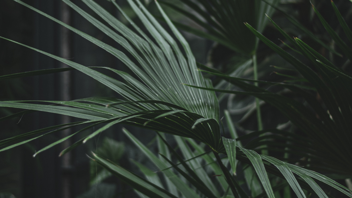 草家庭, 陆地上的植物, 菌群, 植被, Arecales 壁纸 1366x768 允许