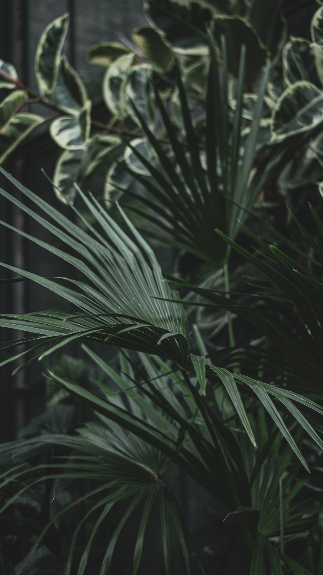 Green Leaf Plant During Daytime. Wallpaper in 1080x1920 Resolution