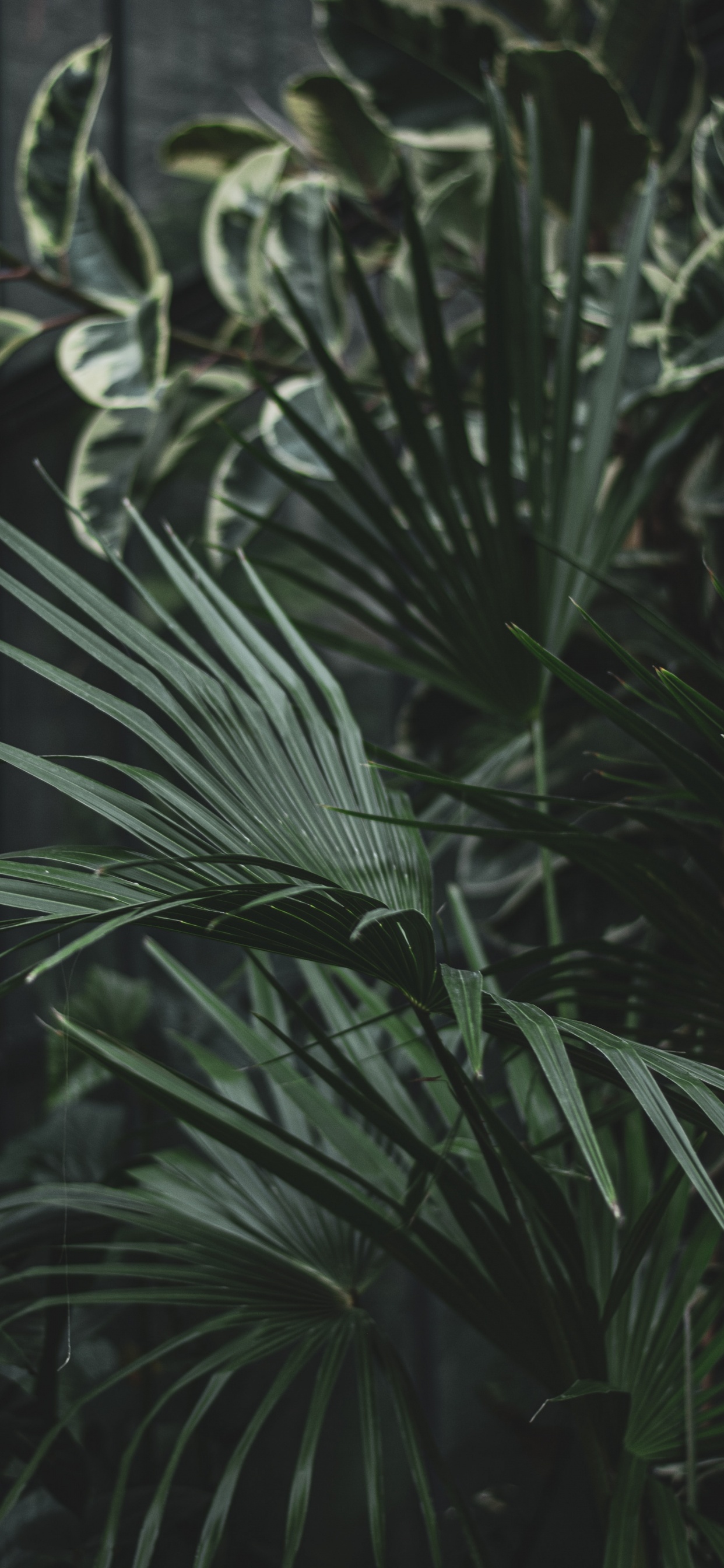 Green Leaf Plant During Daytime. Wallpaper in 1242x2688 Resolution