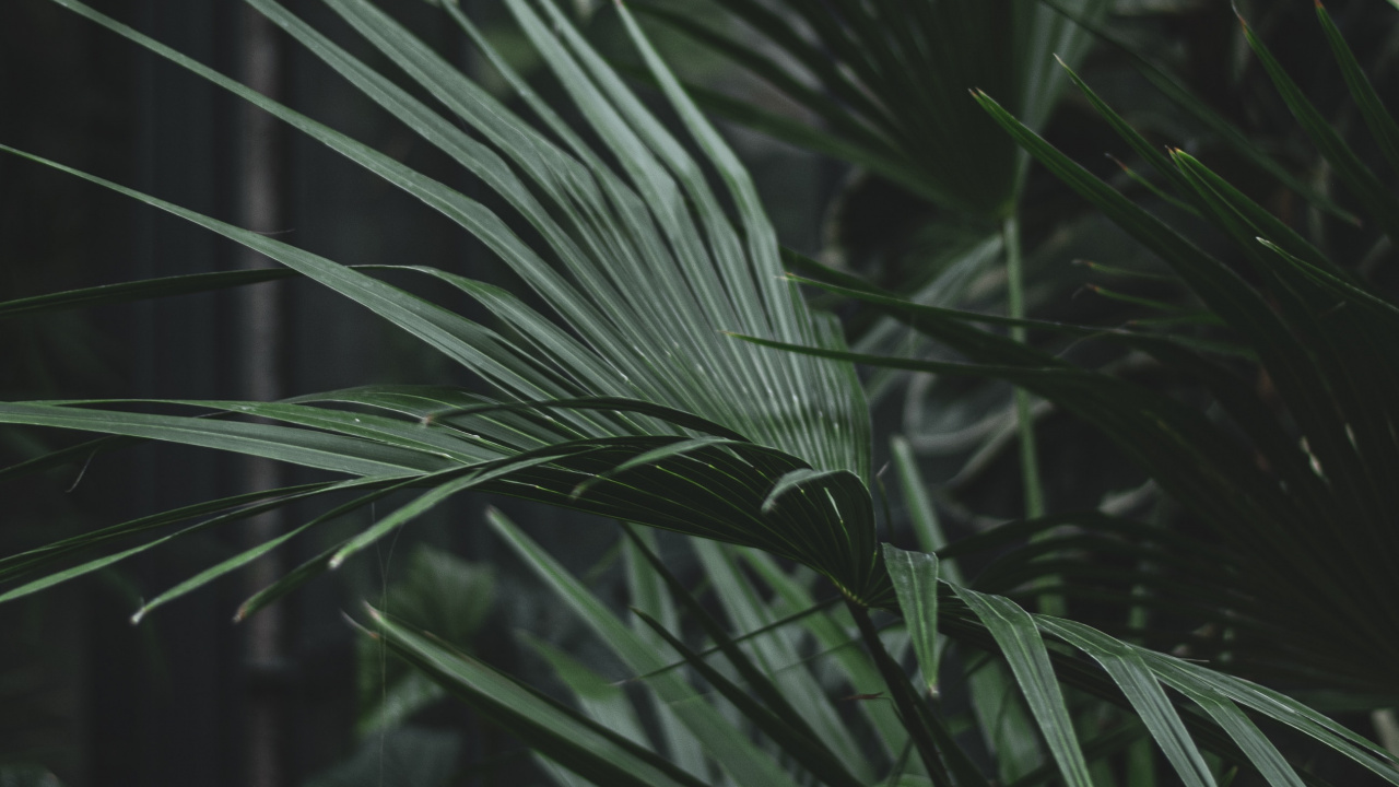 Green Leaf Plant During Daytime. Wallpaper in 1280x720 Resolution