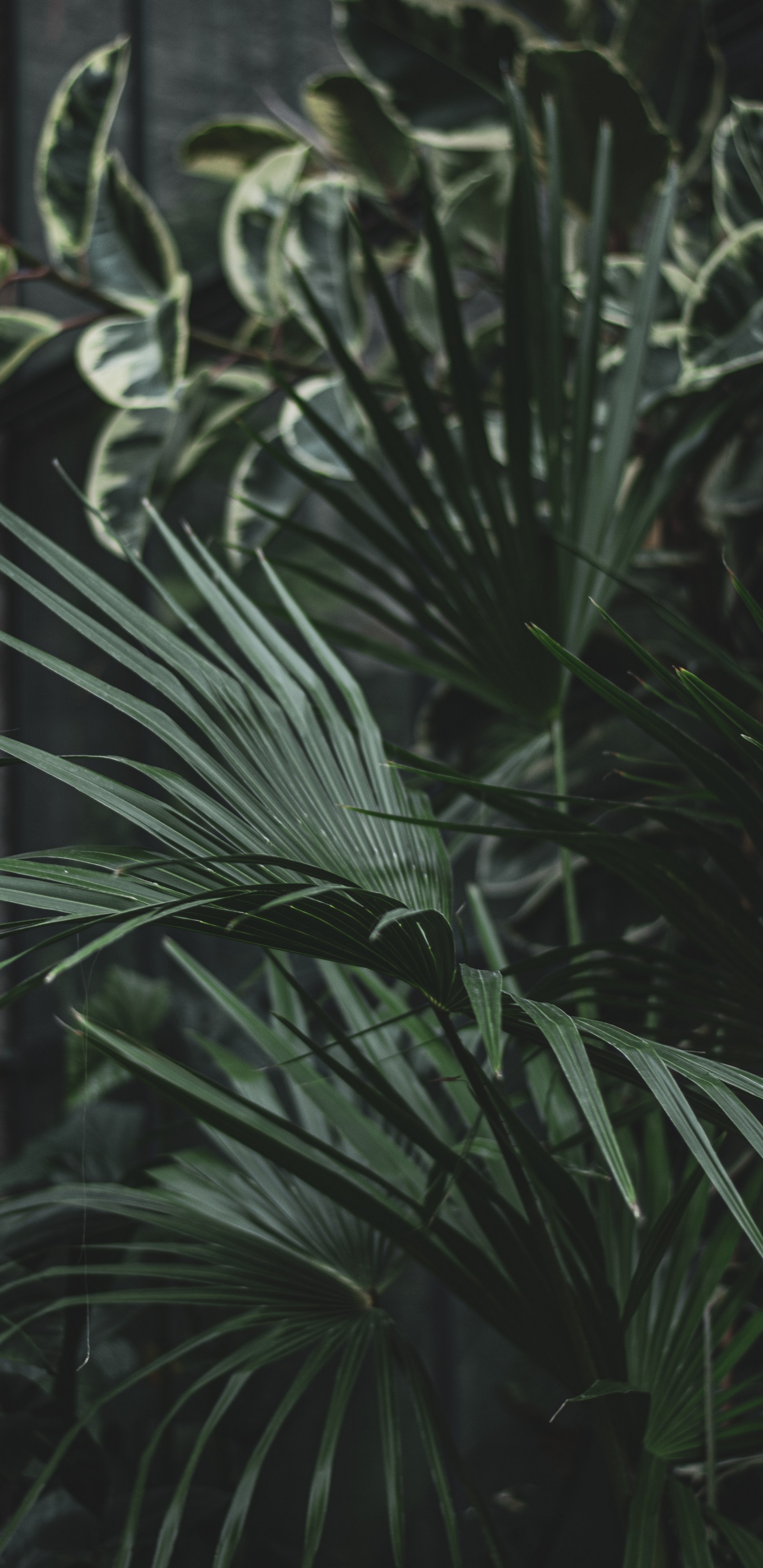 Green Leaf Plant During Daytime. Wallpaper in 1440x2960 Resolution