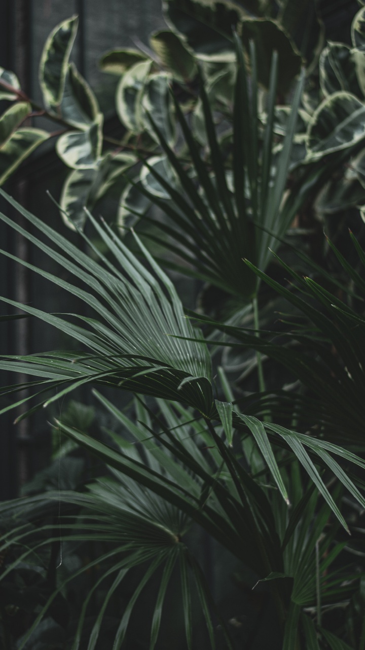 Green Leaf Plant During Daytime. Wallpaper in 720x1280 Resolution