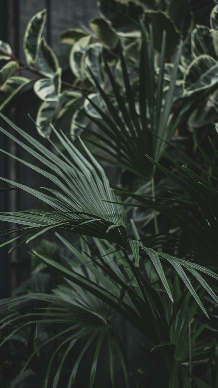 Green Leaf Plant During Daytime. Wallpaper in 750x1334 Resolution