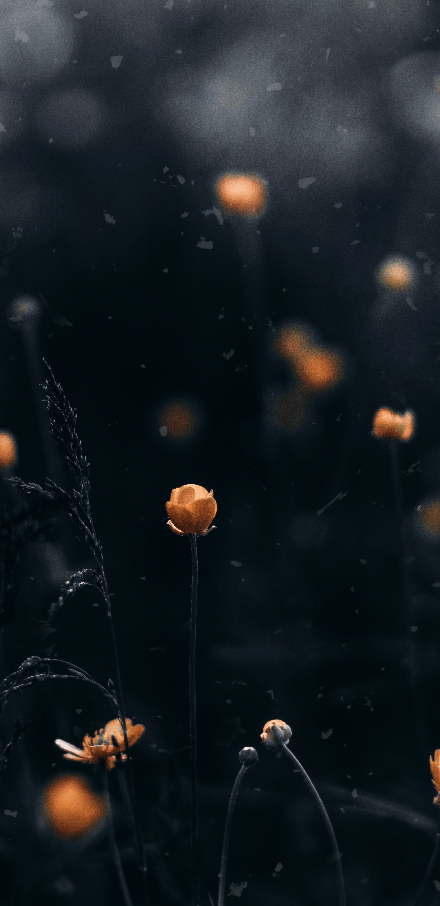 Video, Agua, Ambiente, Sica, Cosmos. Wallpaper in 1440x2960 Resolution