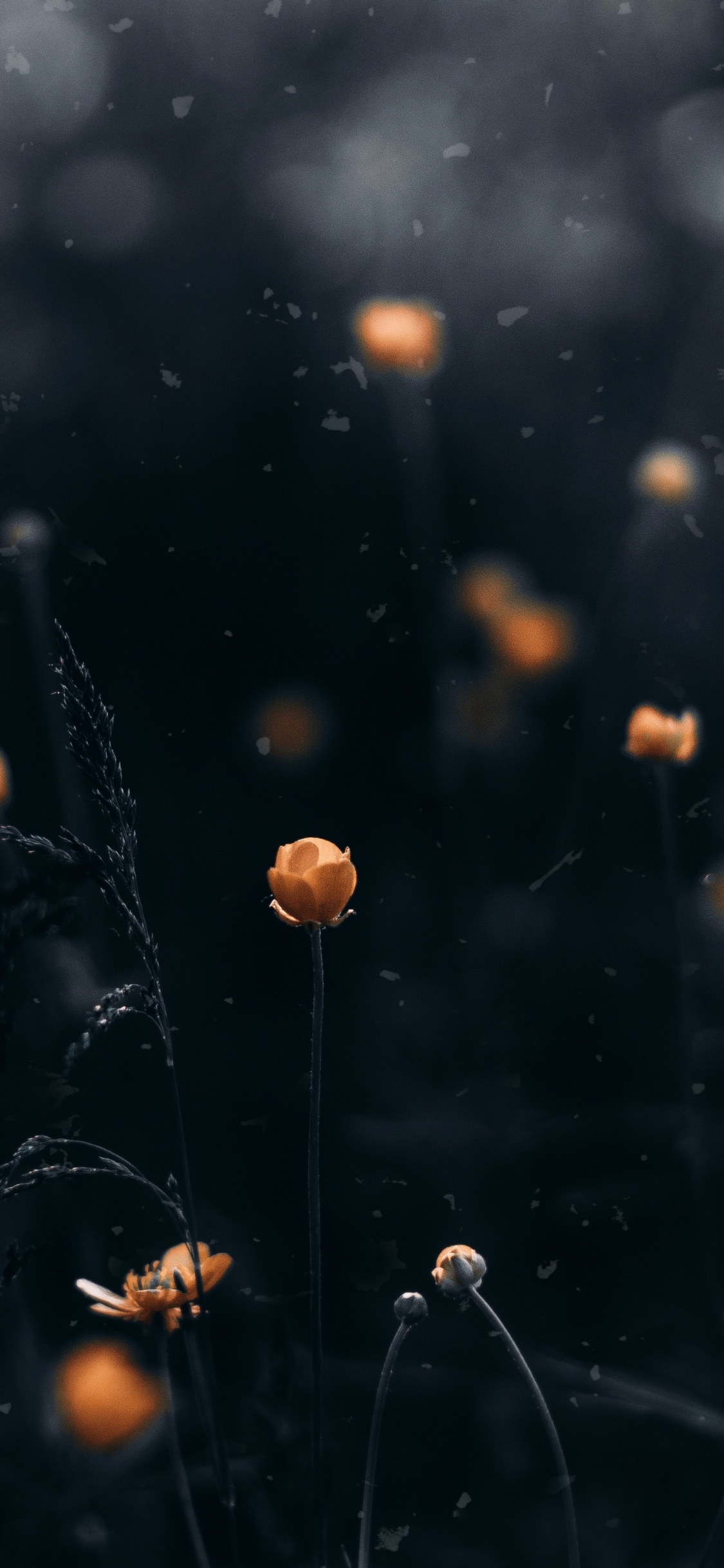 Vidéo, Eau, Feuille, Atmosphère, Nuit. Wallpaper in 1125x2436 Resolution