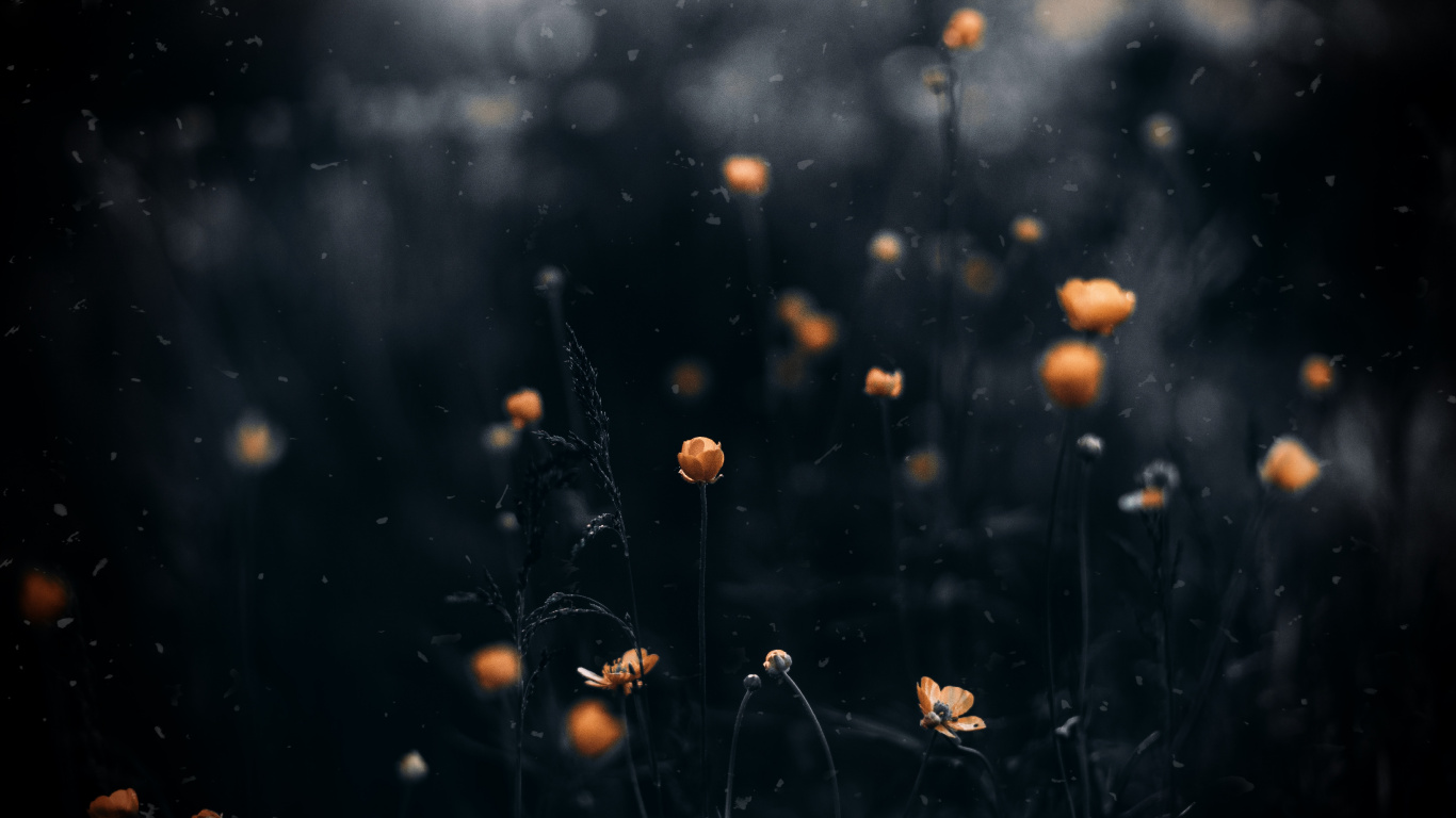 Vidéo, Eau, Feuille, Atmosphère, Nuit. Wallpaper in 1366x768 Resolution