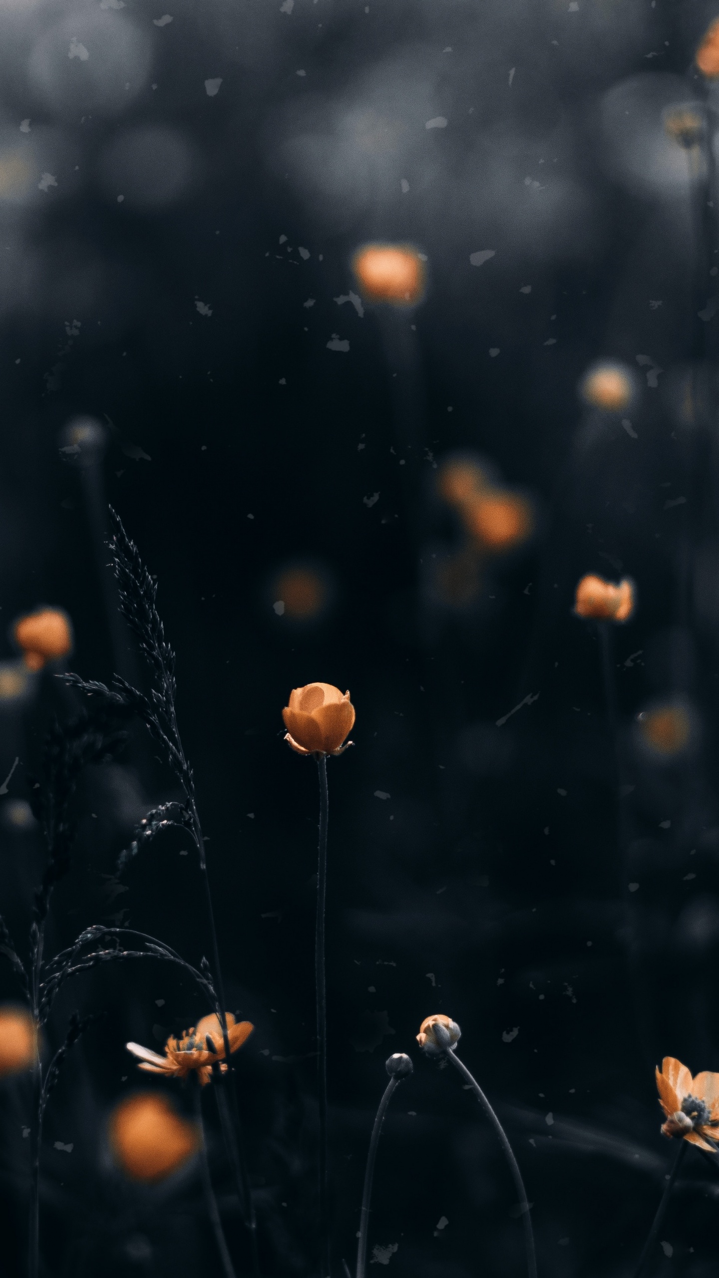 Vidéo, Eau, Feuille, Atmosphère, Nuit. Wallpaper in 1440x2560 Resolution